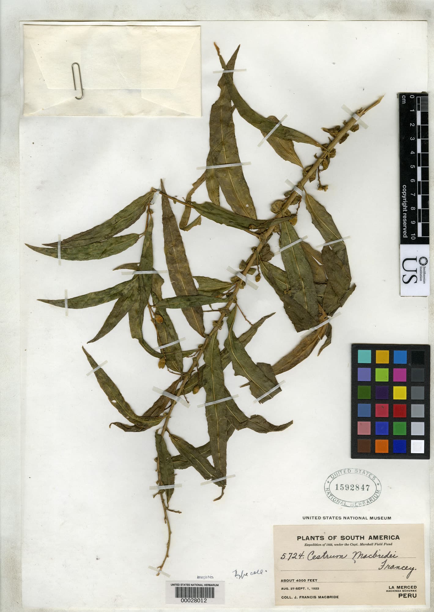 Cestrum macbridei