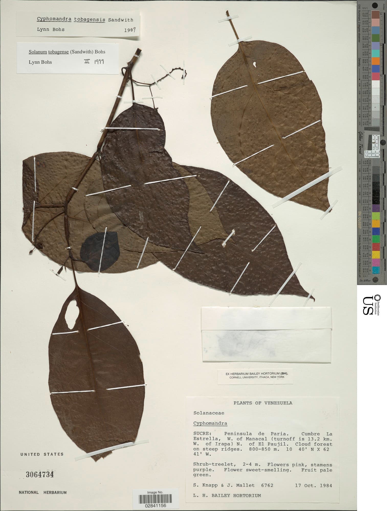 Solanum tobagense