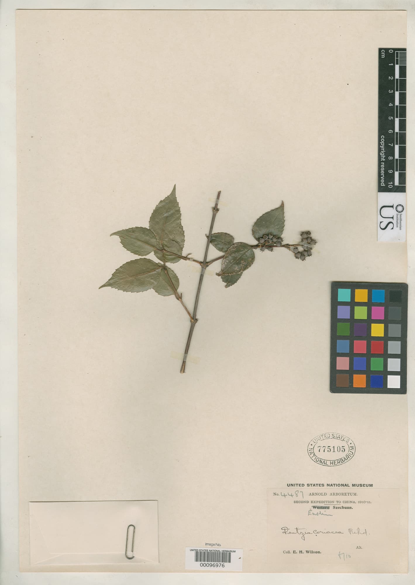 Deutzia