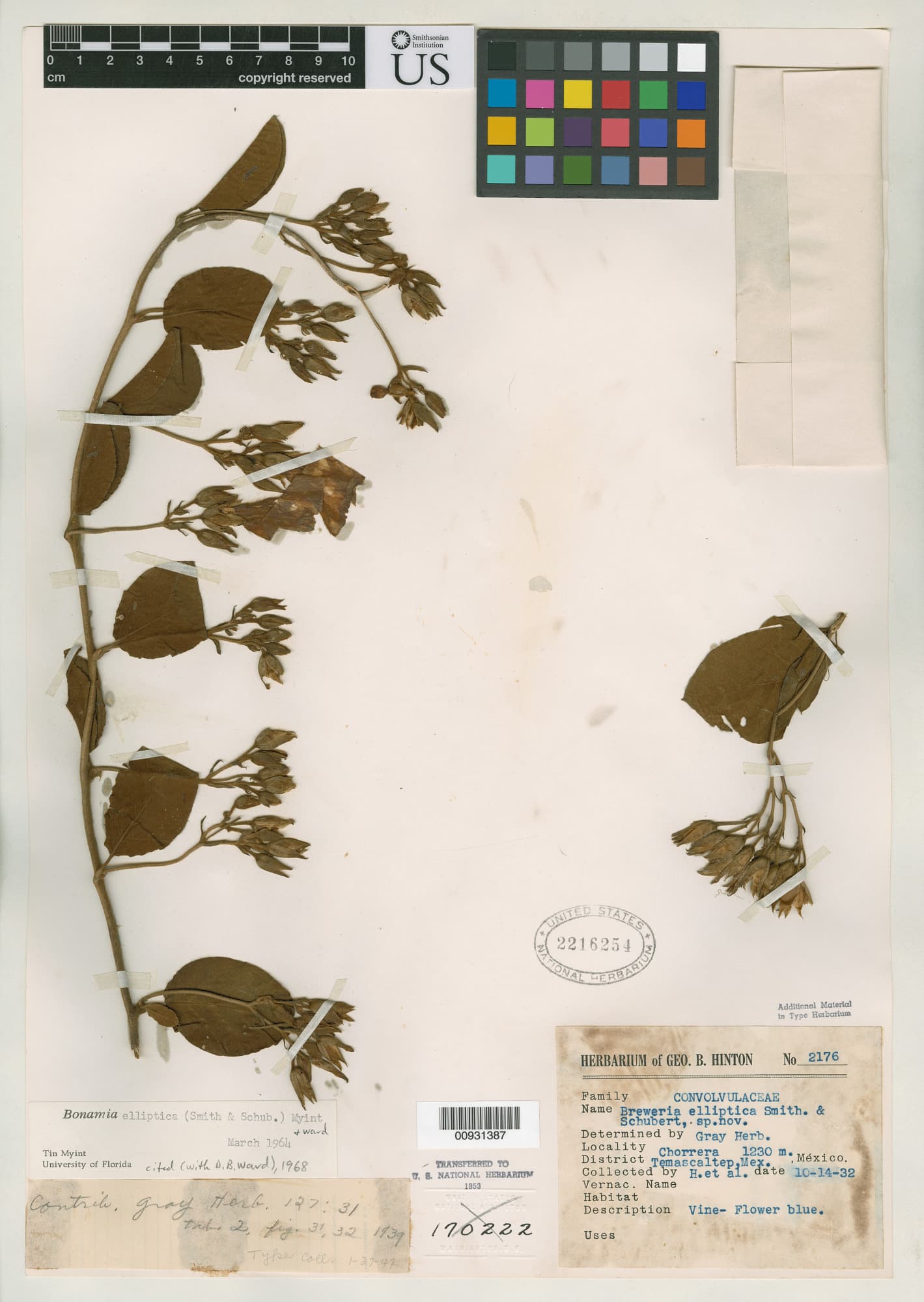 Bonamia elliptica