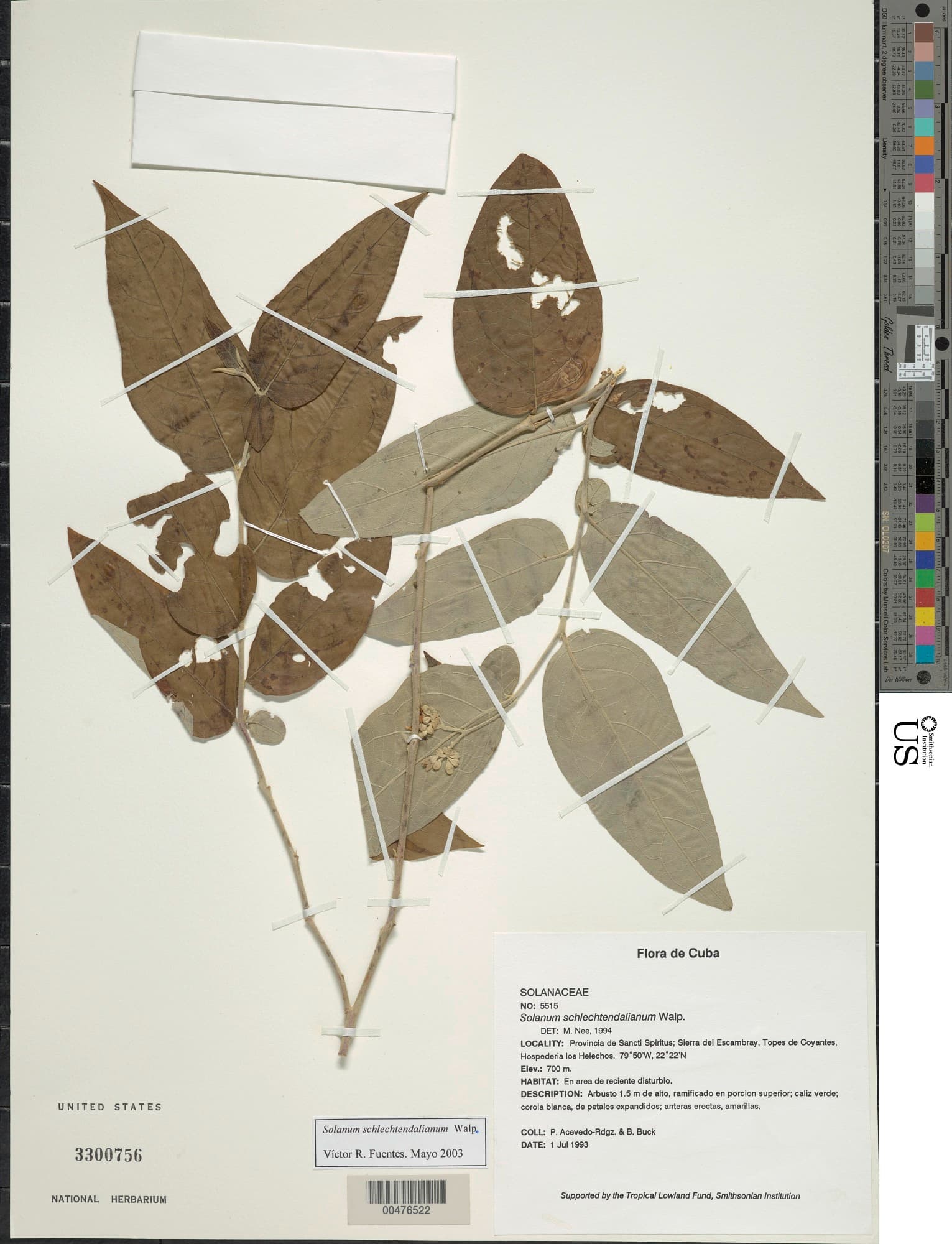 Solanum scabrifolium