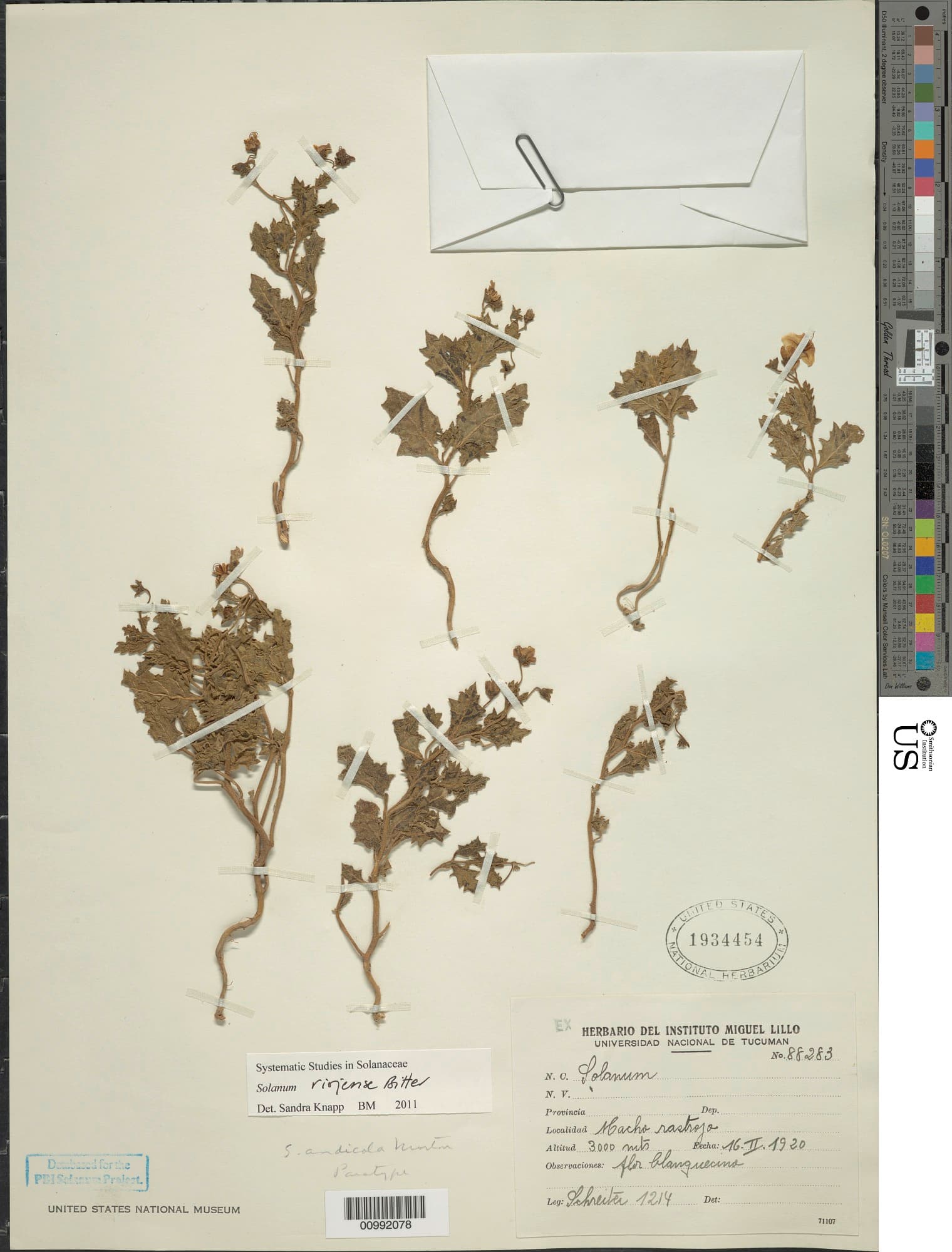 Solanum riojense