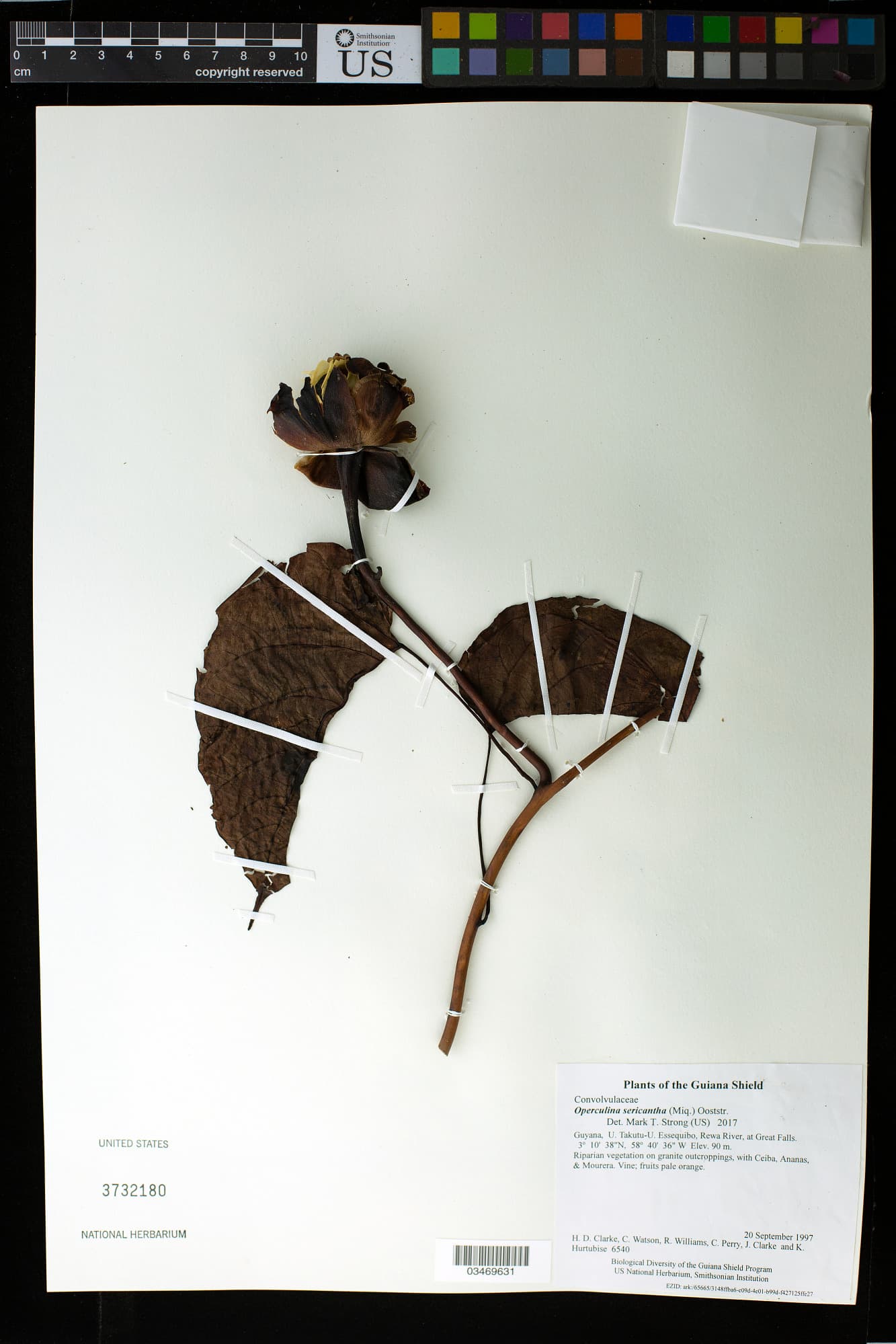 Operculina sericantha