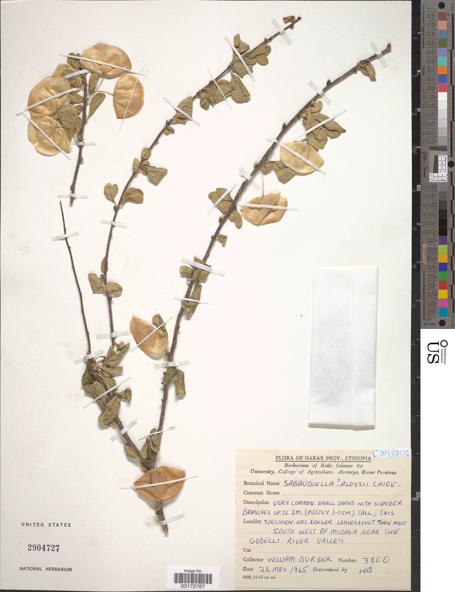 Hildebrandtia aloysii