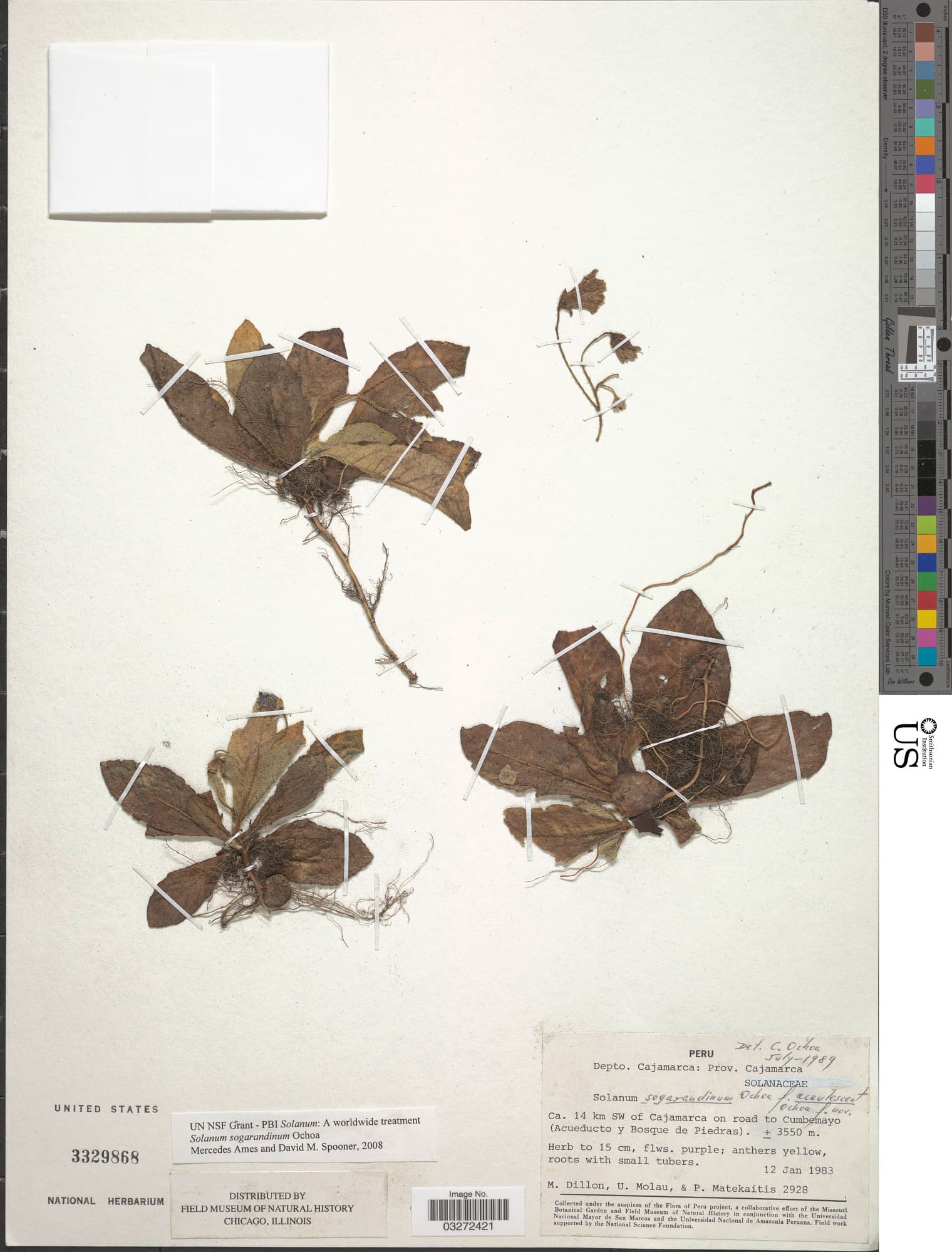 Solanum sogarandinum