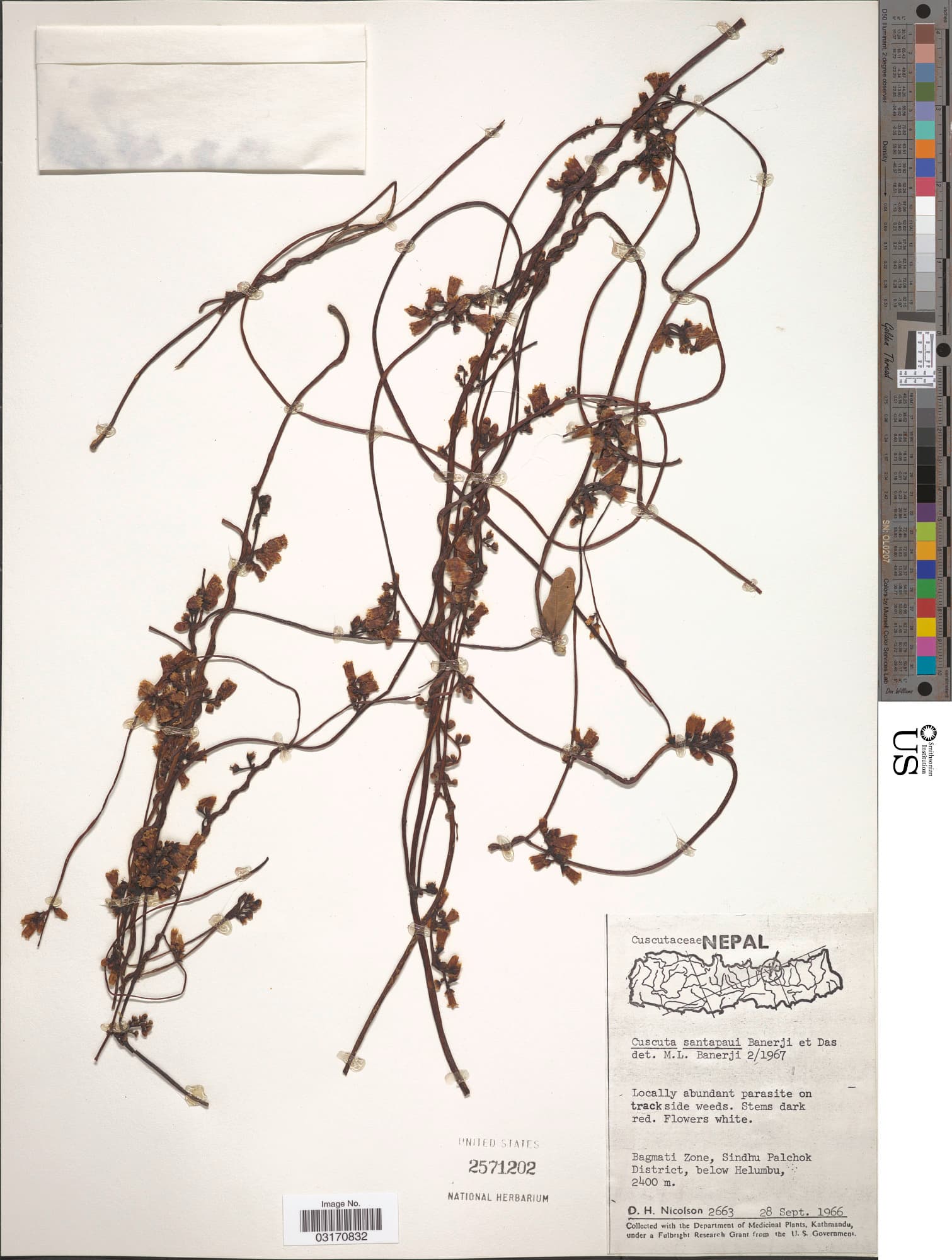 Cuscuta santapaui