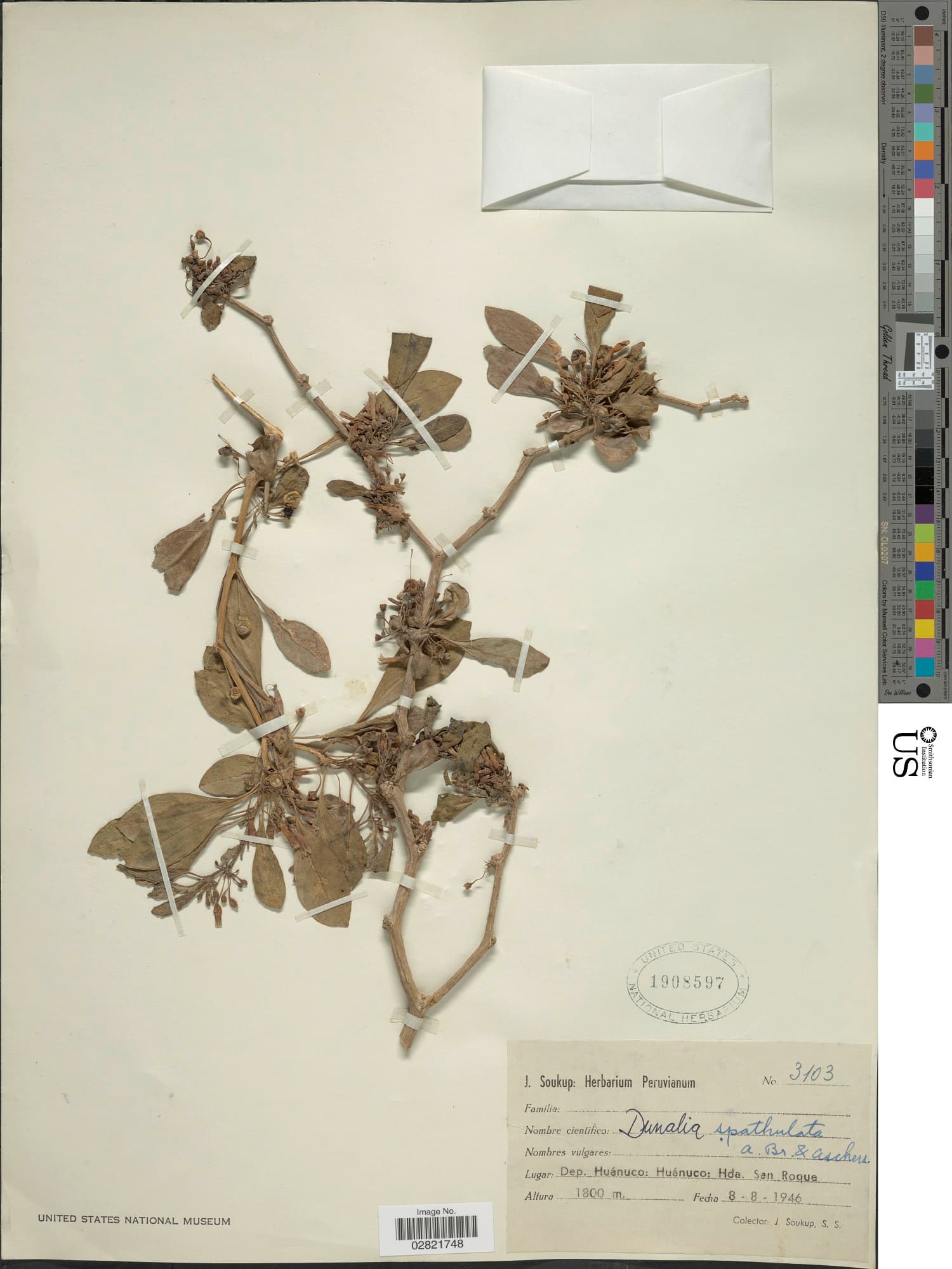 Dunalia spathulata