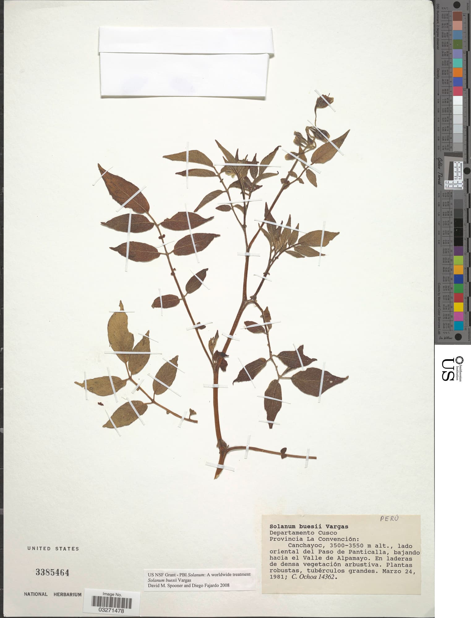 Solanum buesii