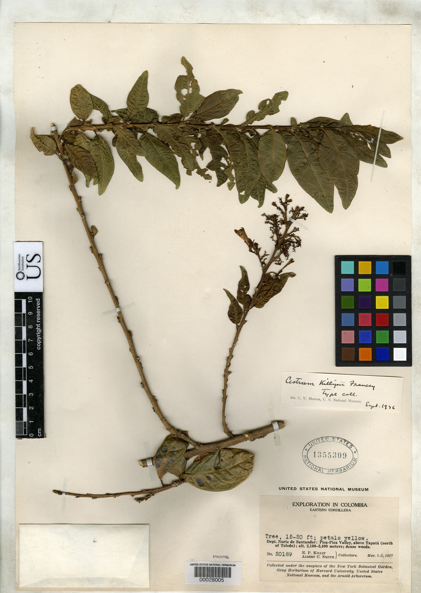 Killip cestrum