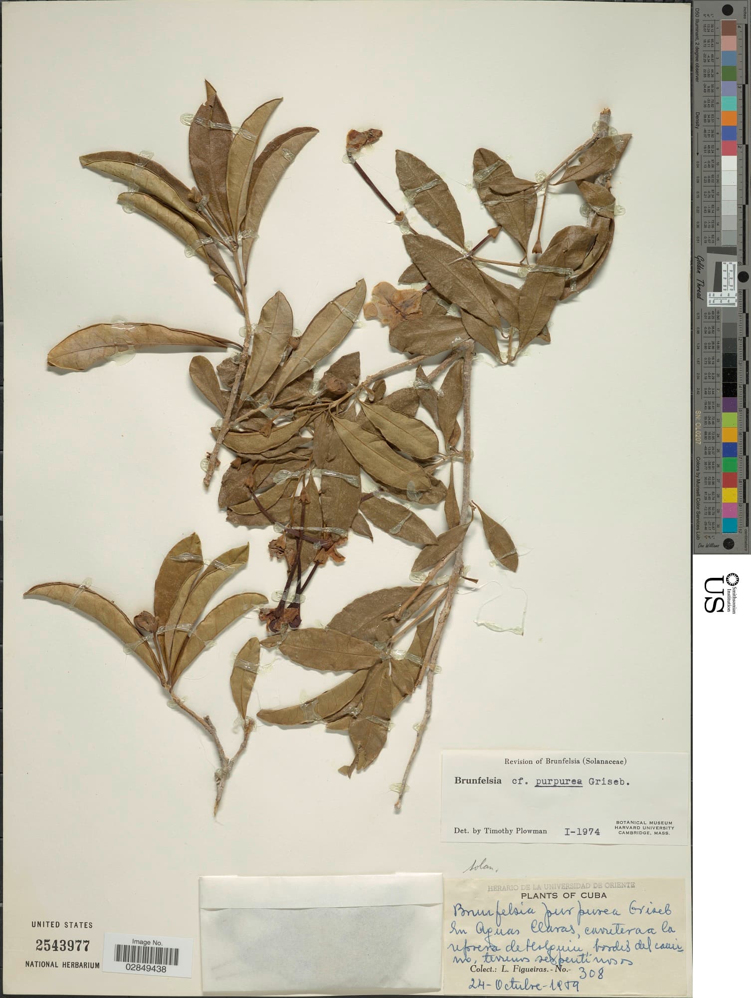 Brunfelsia purpurea