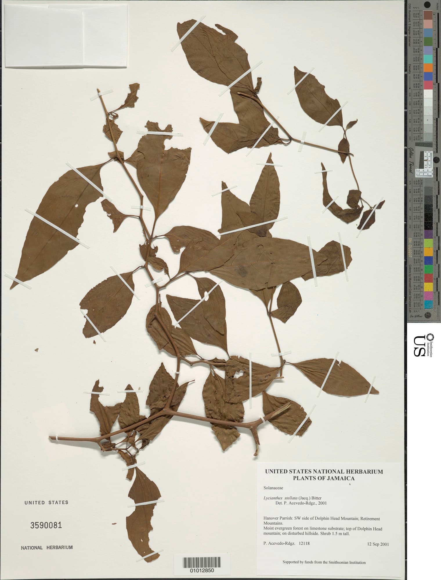 Lycianthes stellata