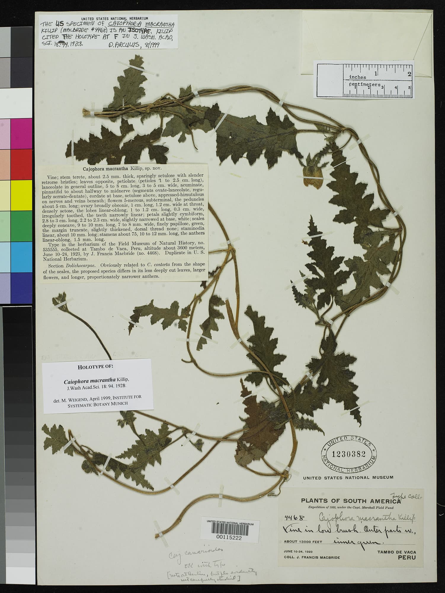 Caiophora macrantha