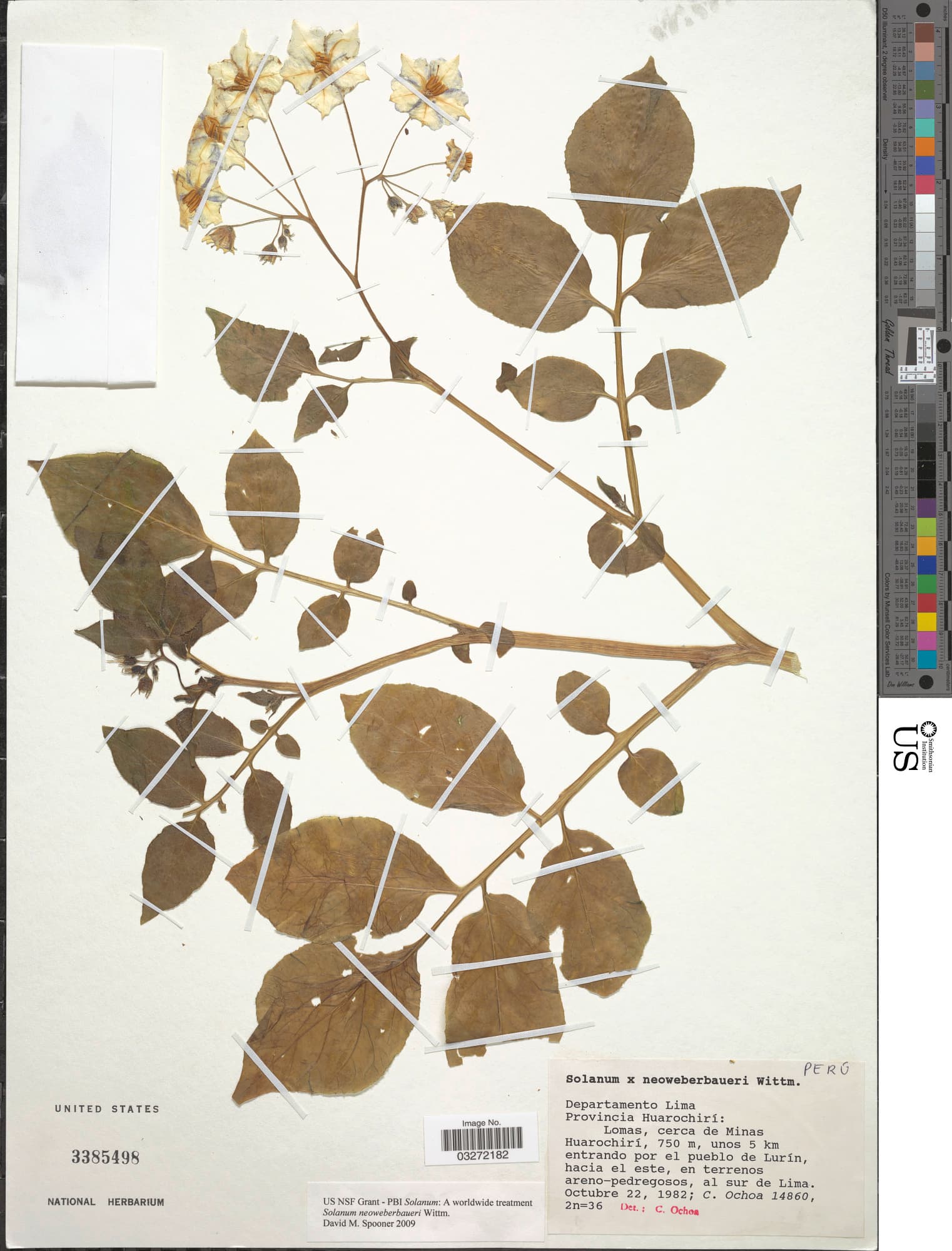 Solanum neoweberbaueri