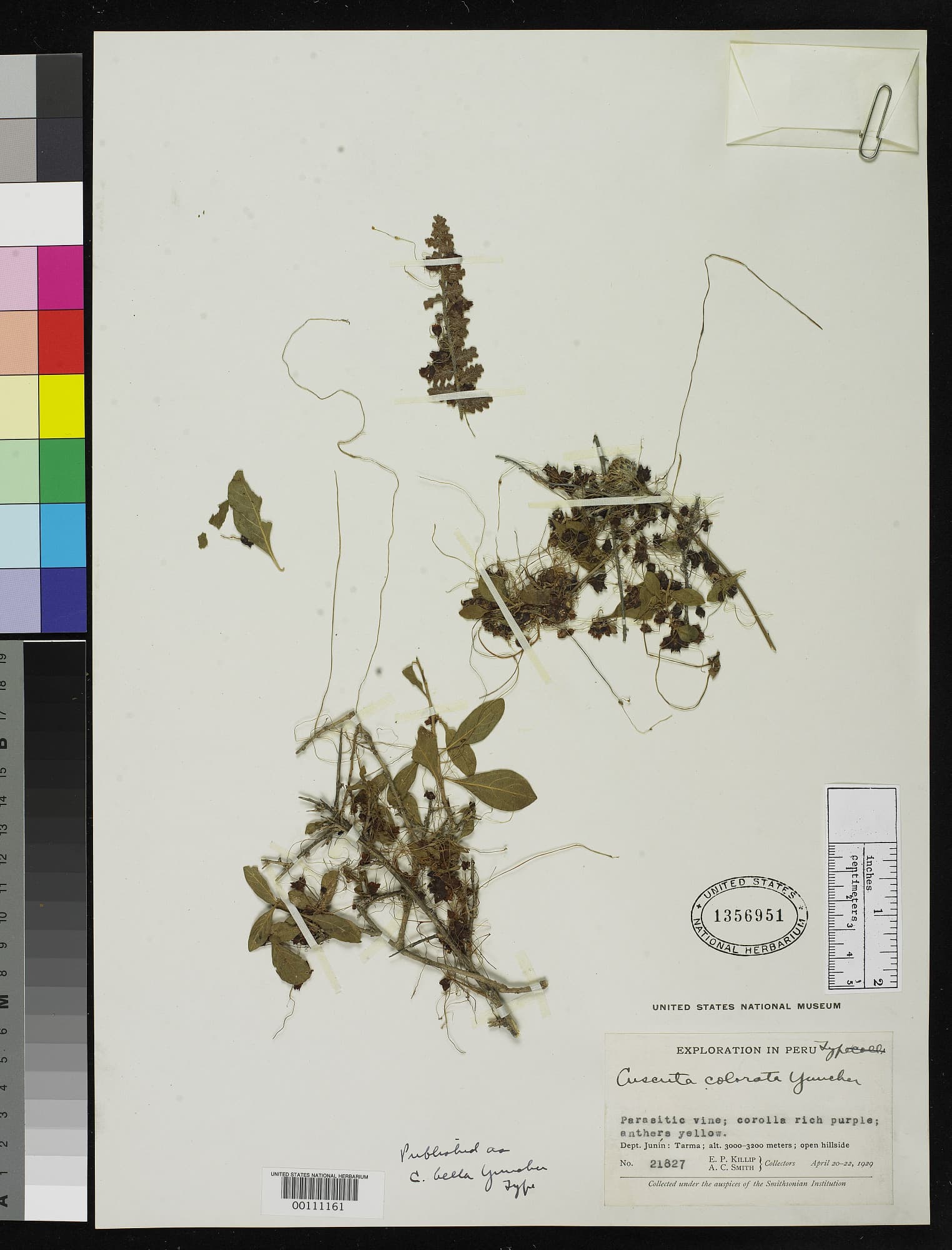 Cuscuta bella