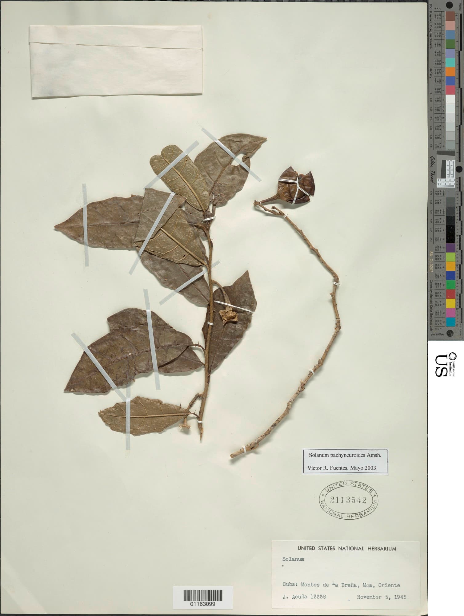 Solanum pachyneuroides