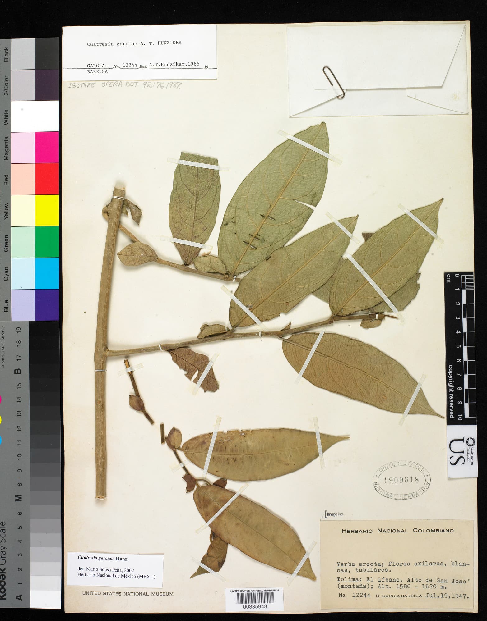 Cuatresia garciae