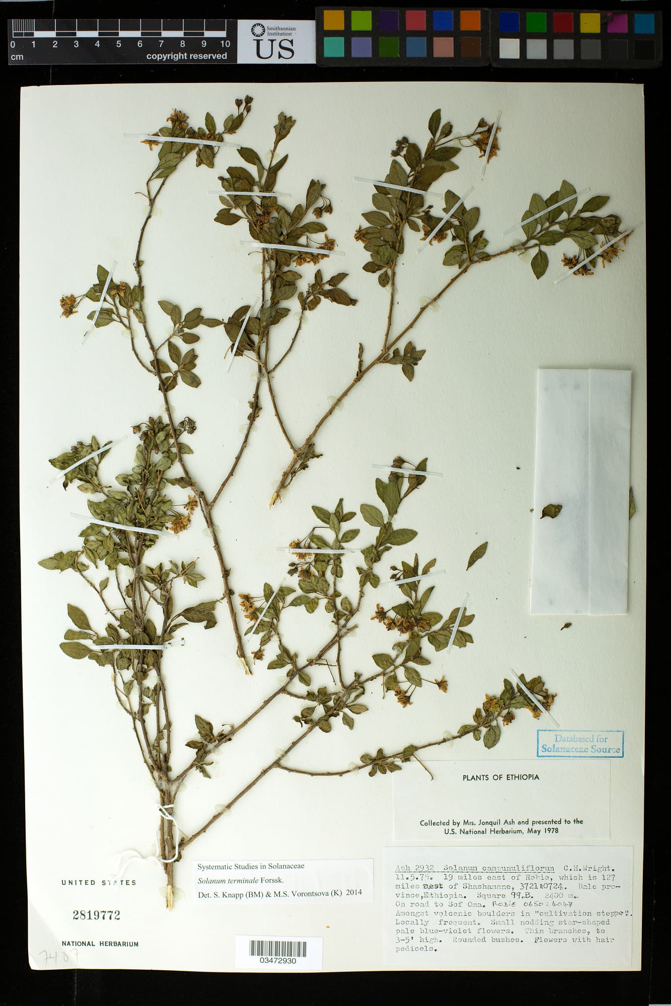 Solanum campanuliflorum