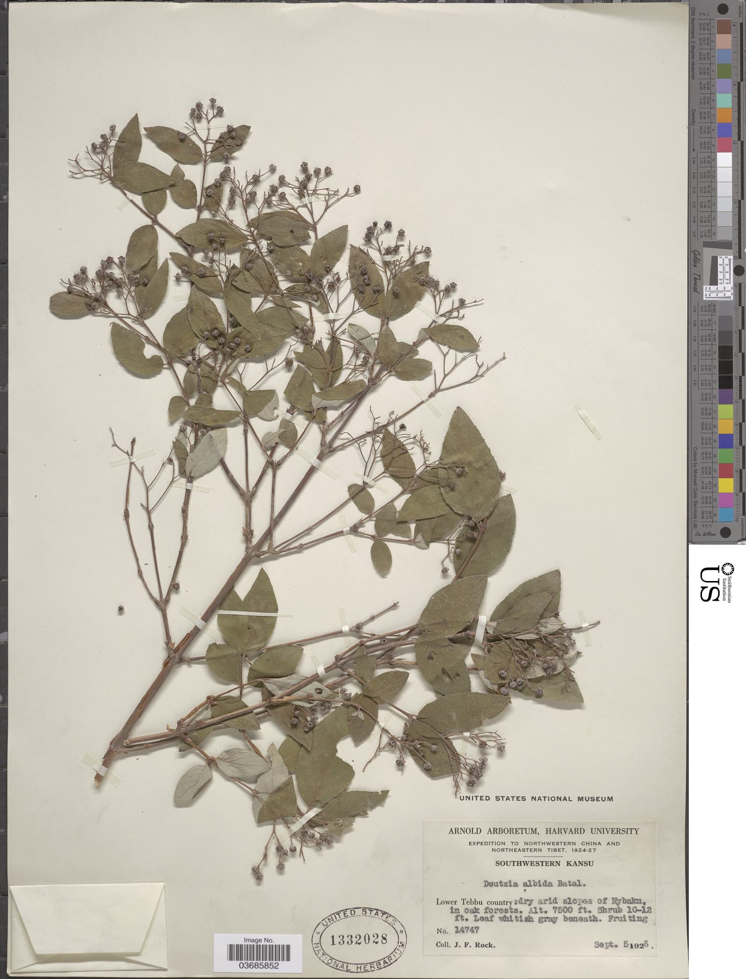 Deutzia albida