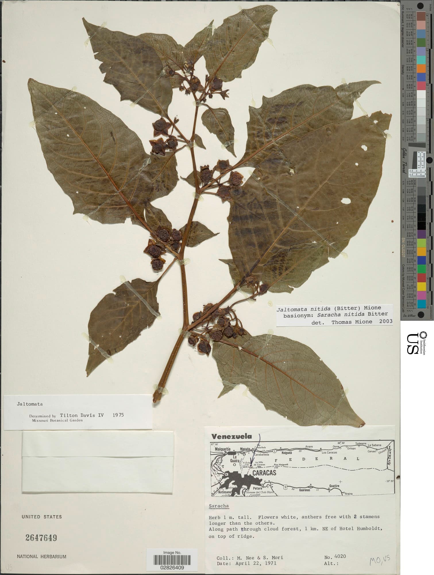 Jaltomata nitida