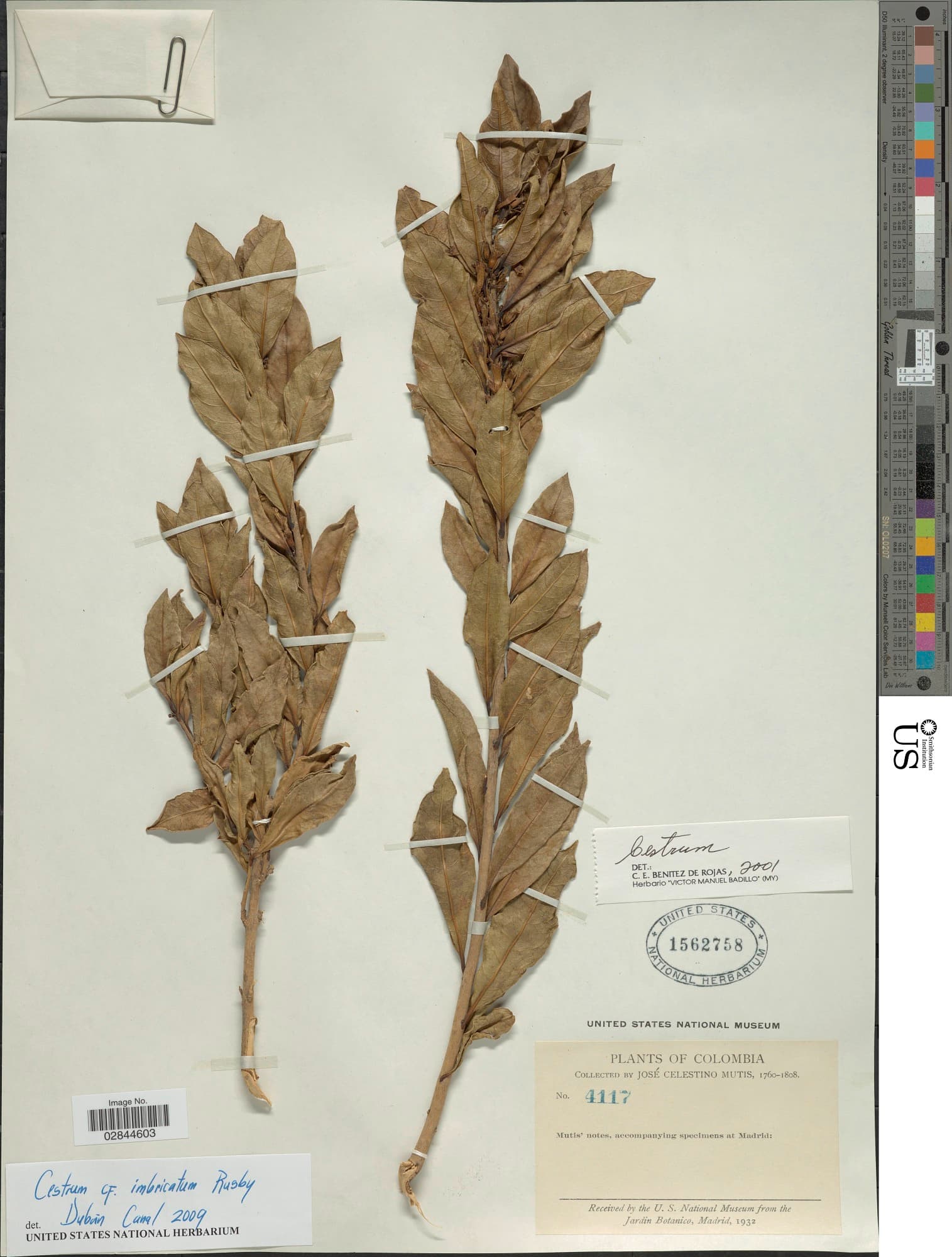 Cestrum imbricatum