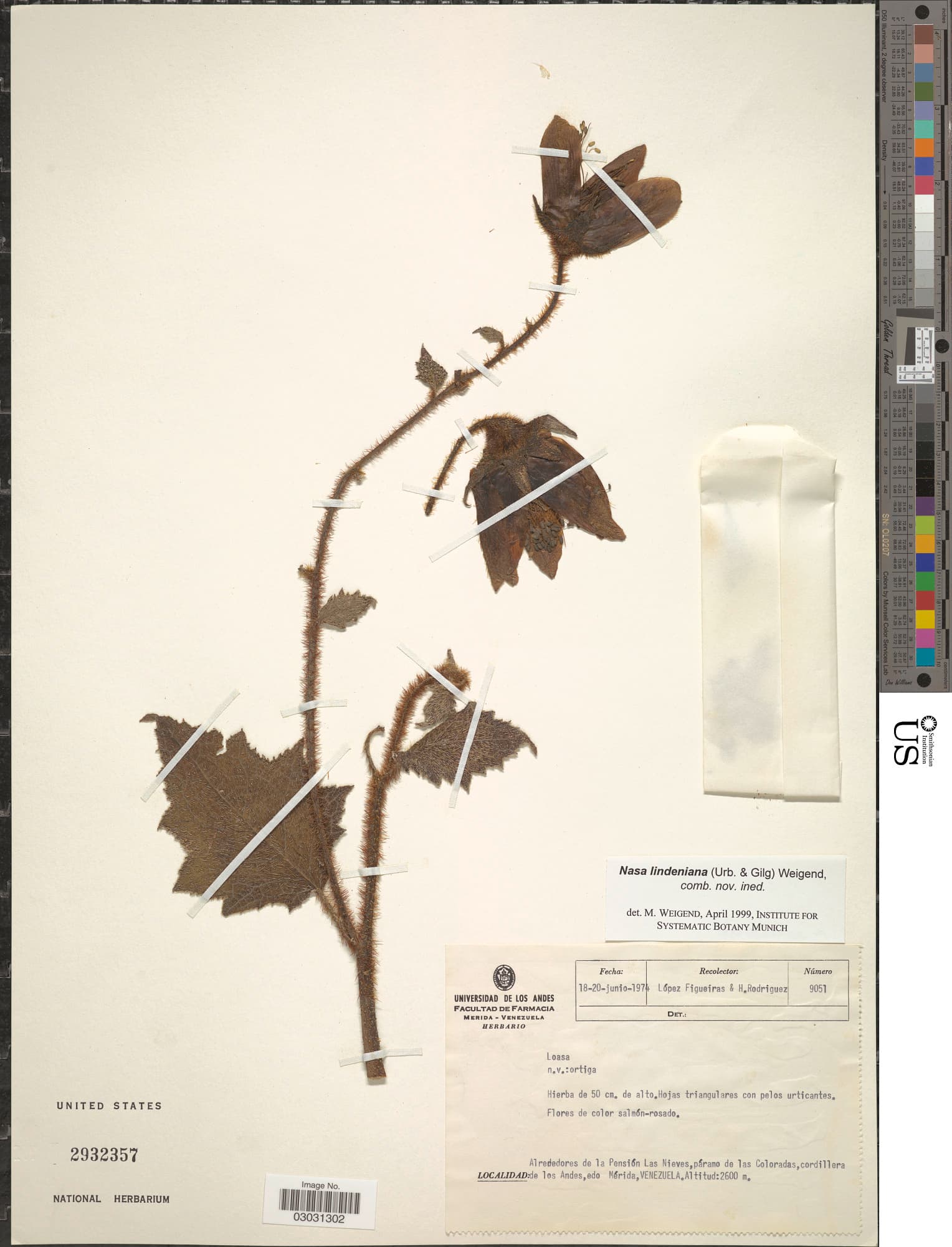 Nasa lindeniana