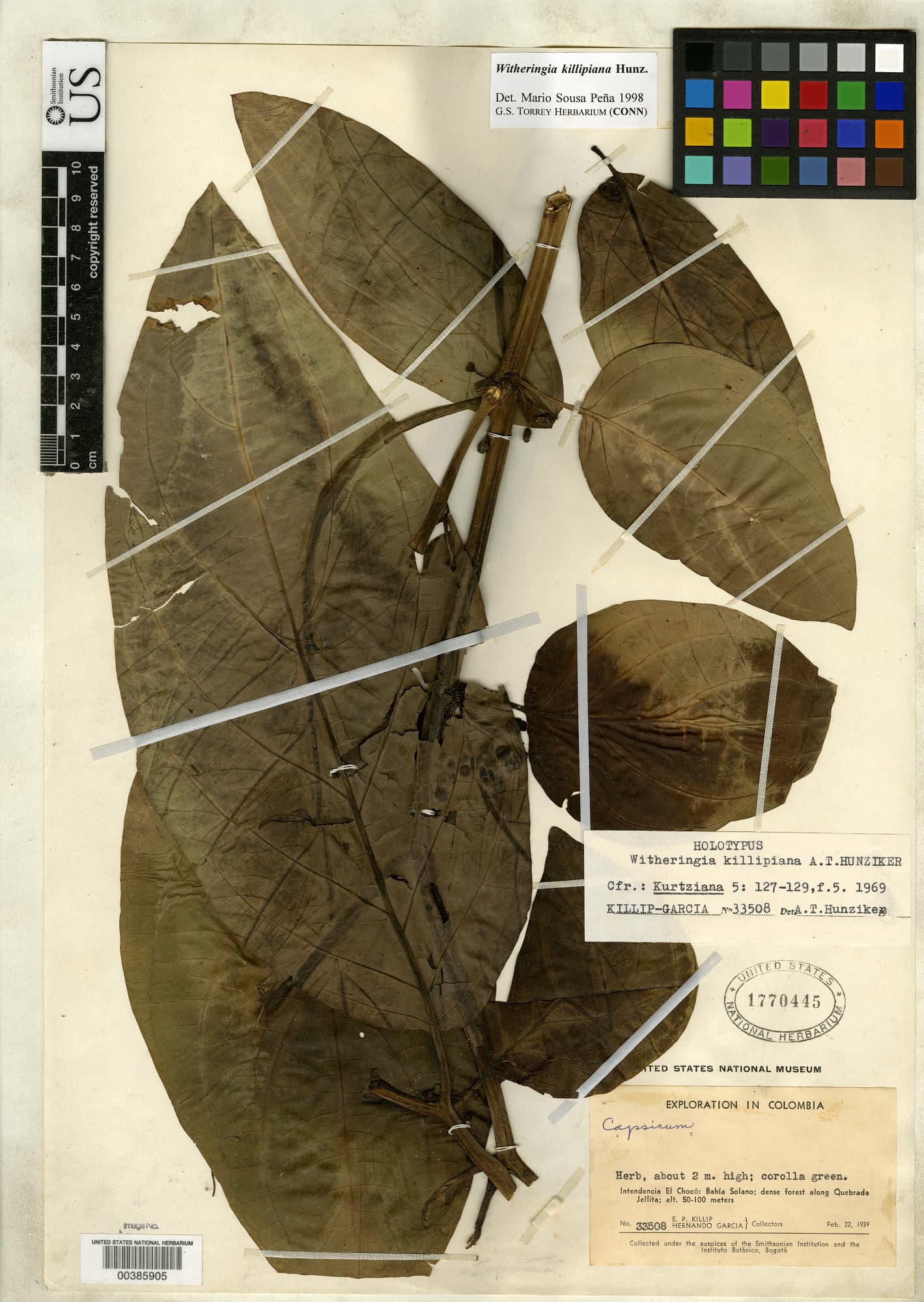 Witheringia killipiana