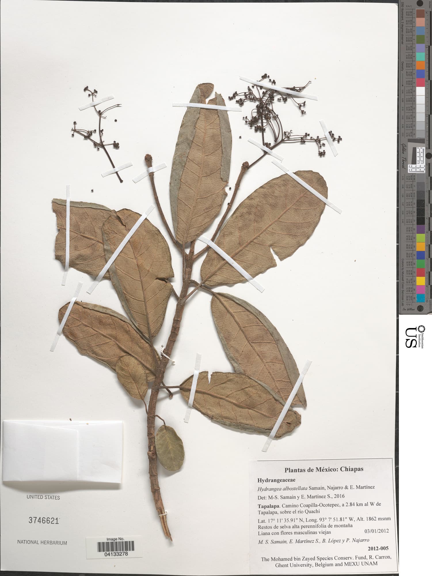 Hydrangea albostellata
