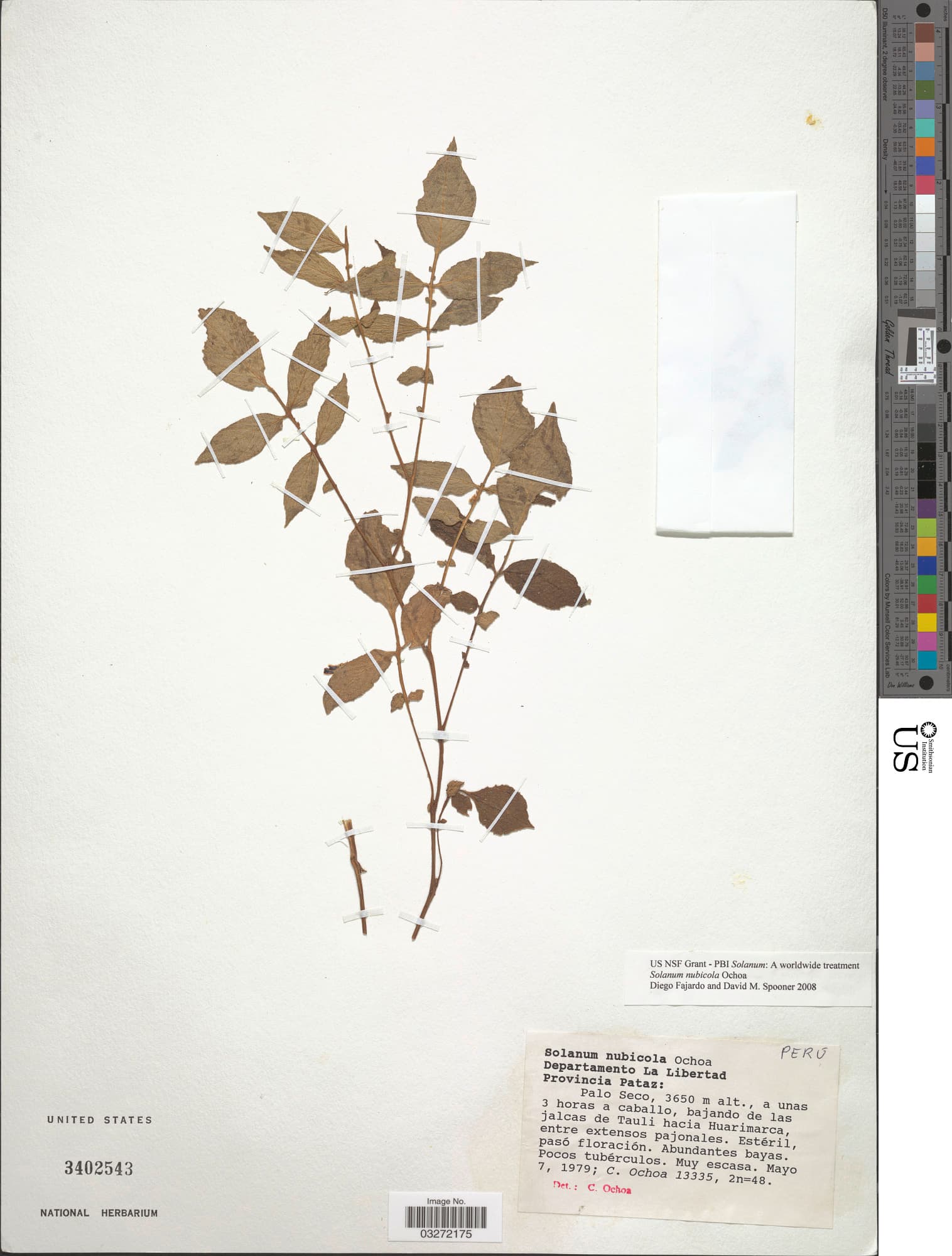 Solanum nubicola