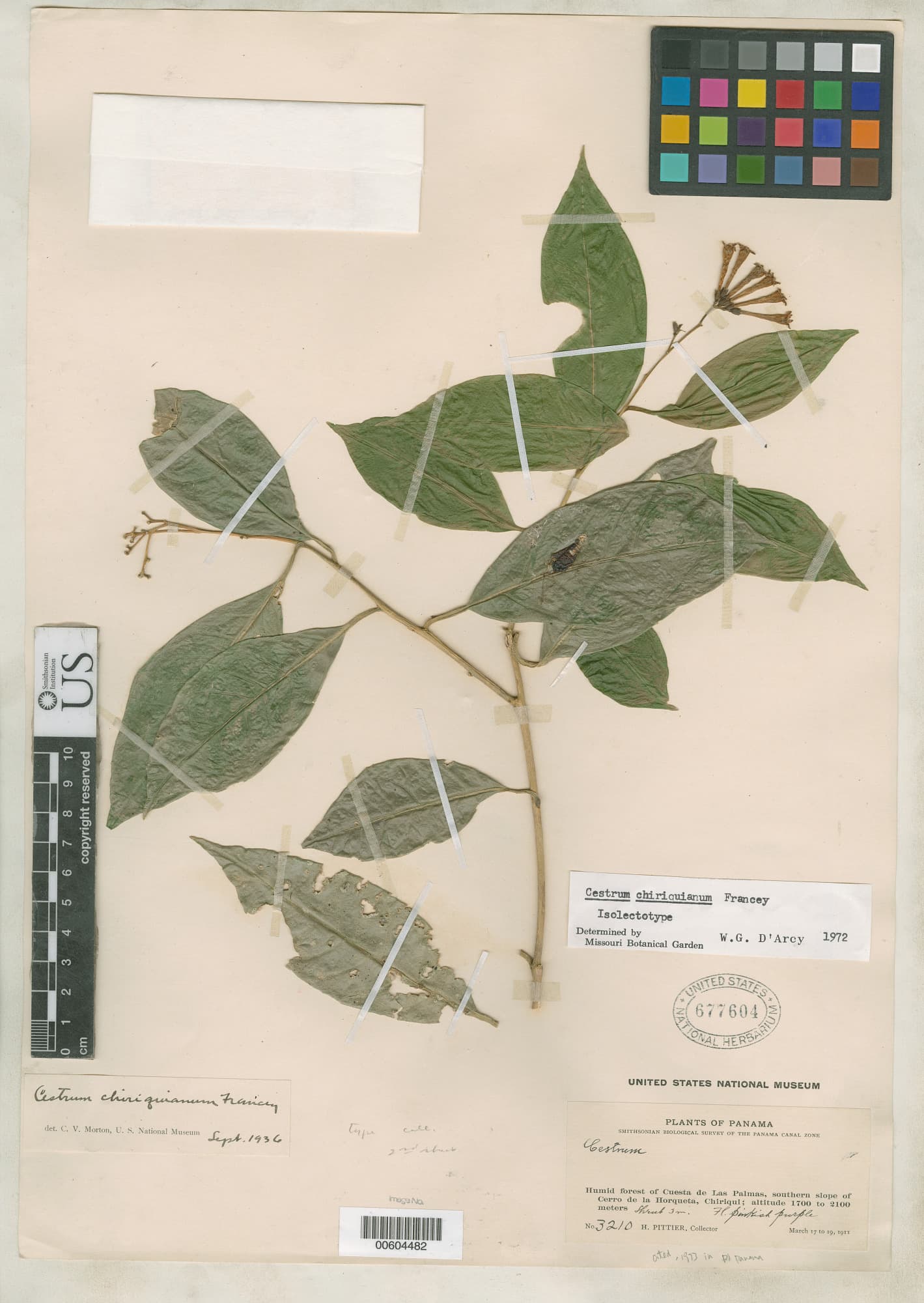 Cestrum chiriquianum
