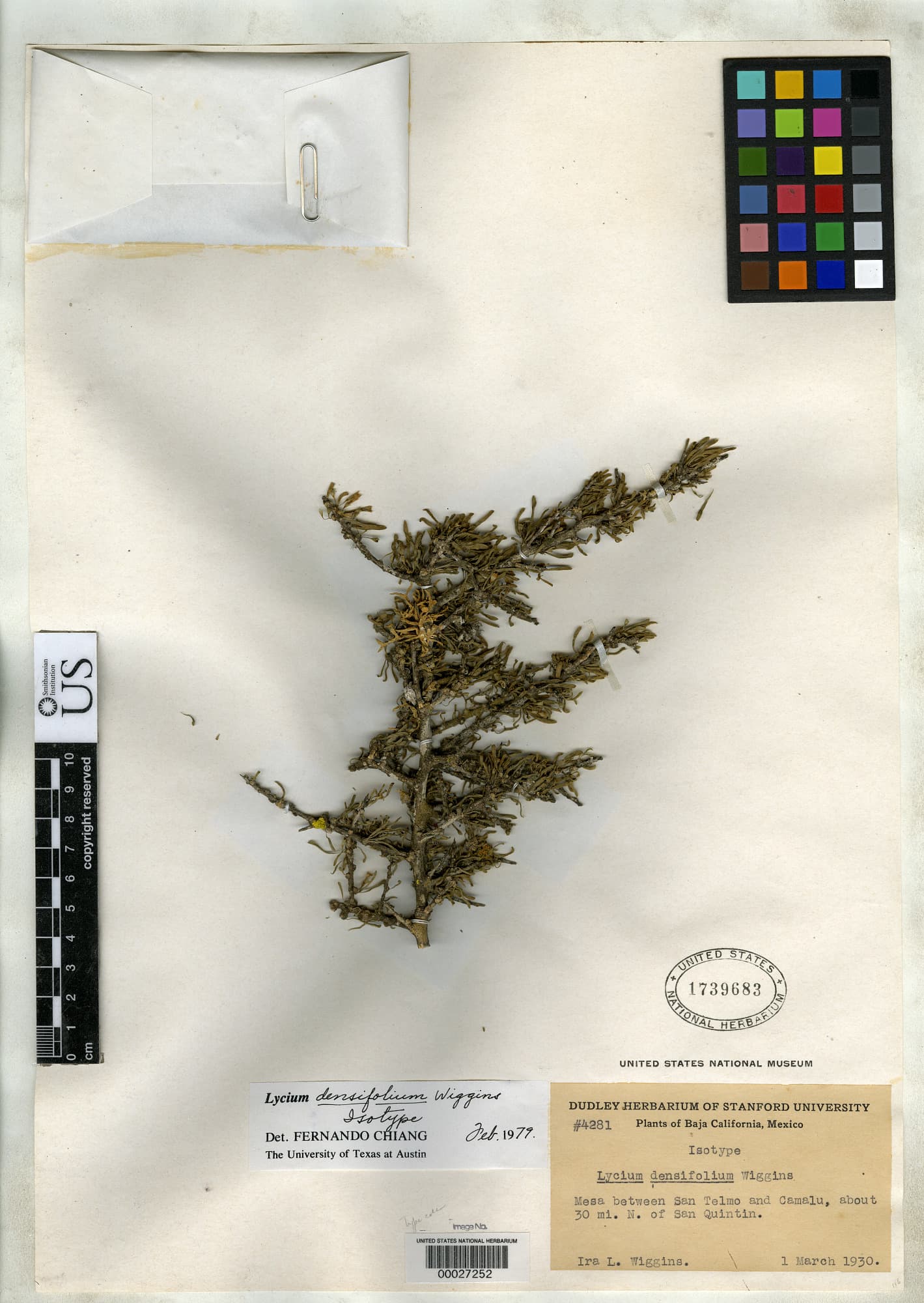 Lycium densifolium