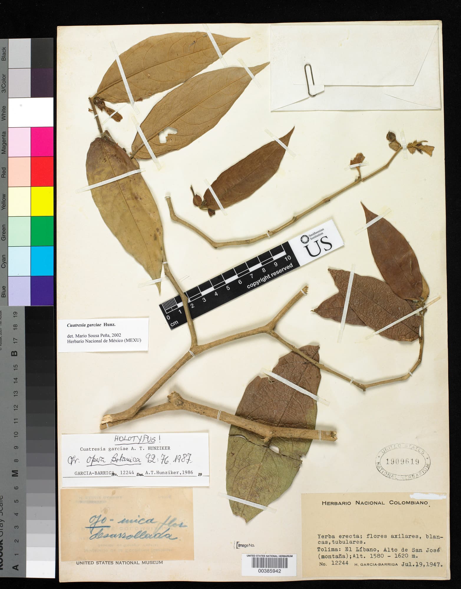 Cuatresia garciae