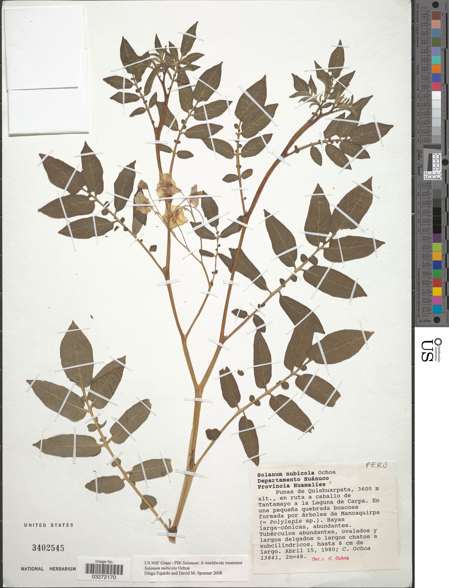 Solanum nubicola