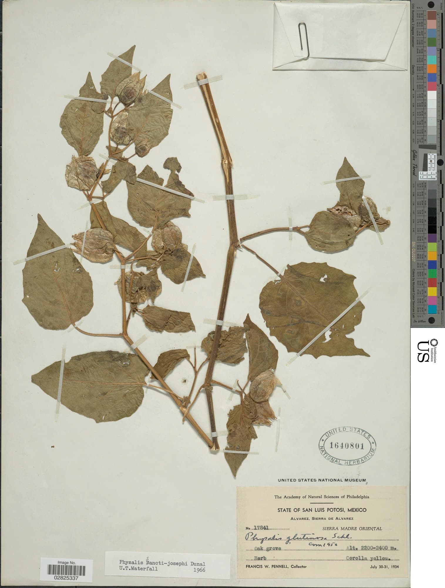 Physalis sancti-josephi