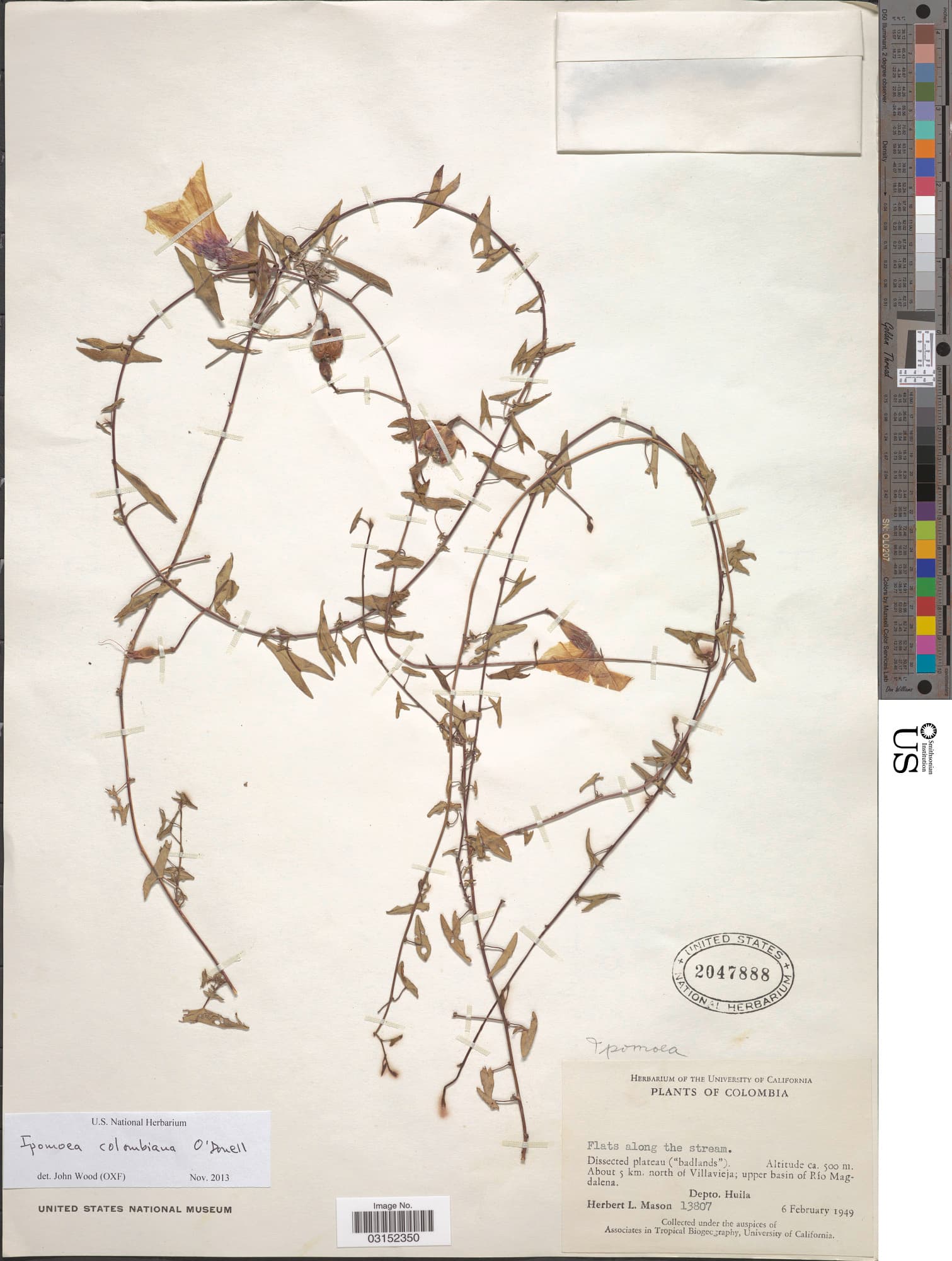 Ipomoea colombiana