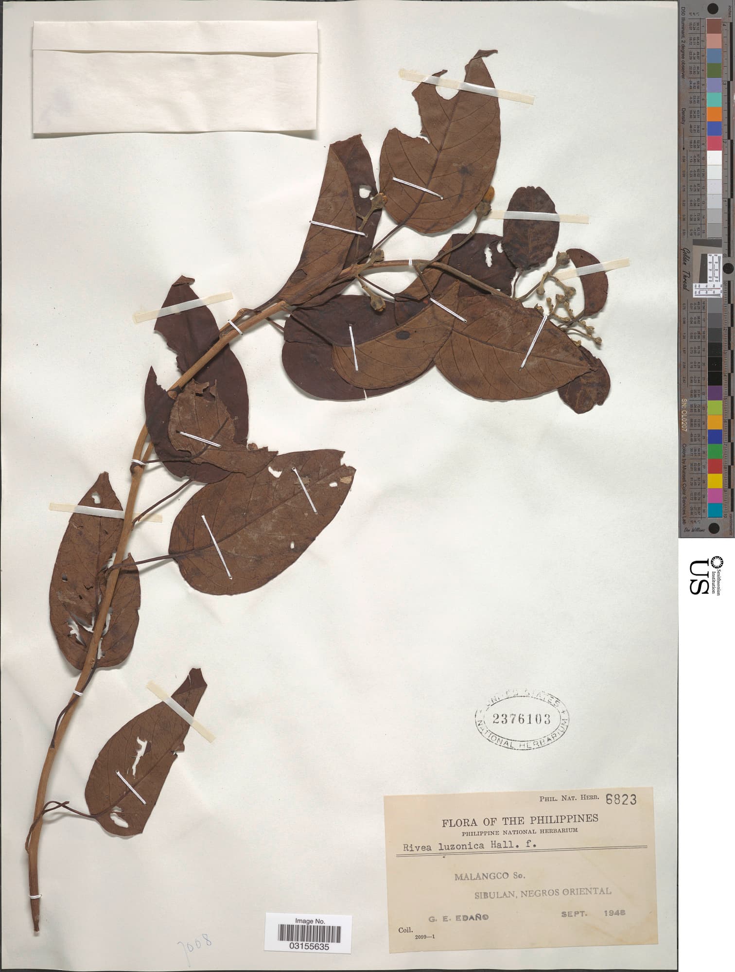 Argyreia luzonensis