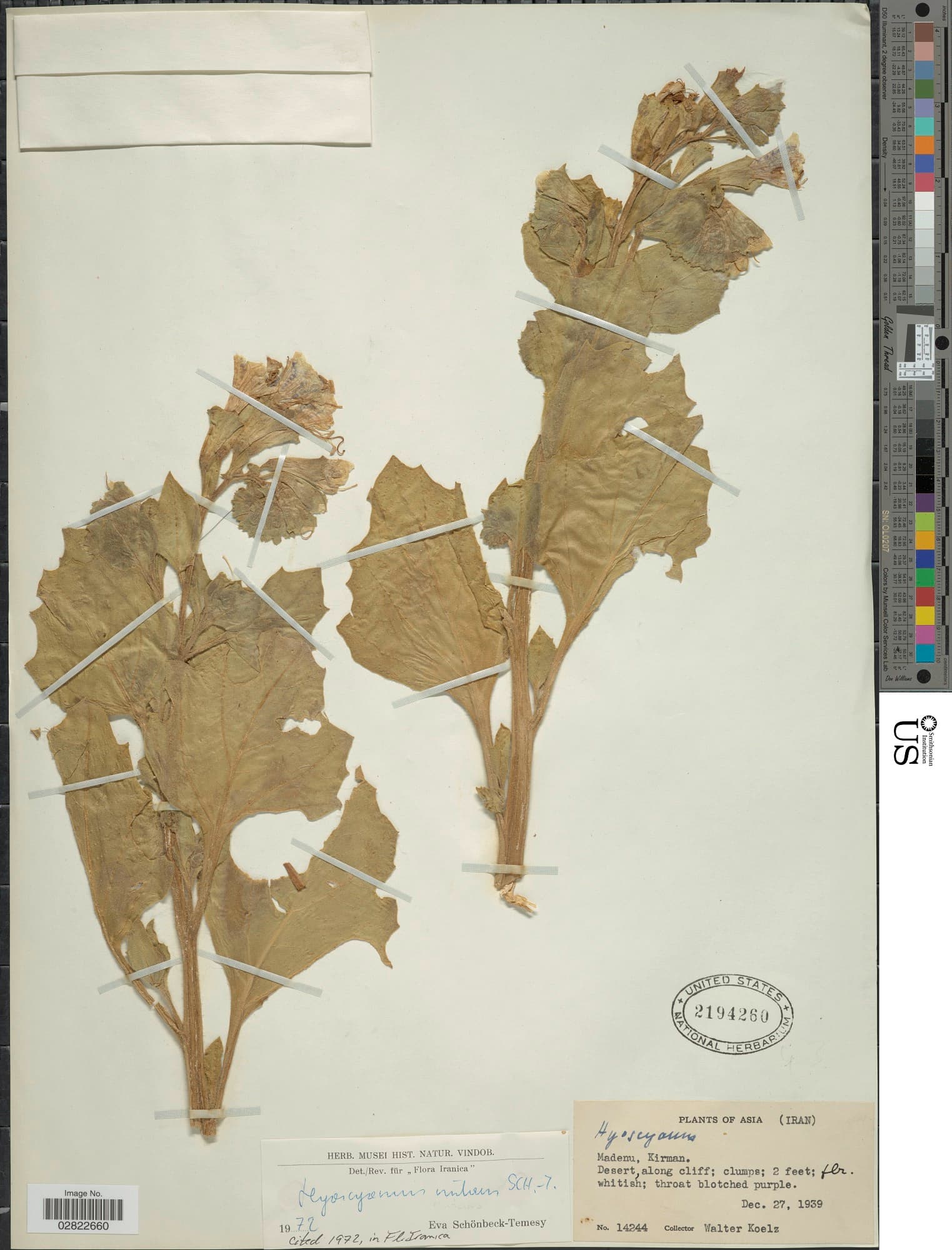 Hyoscyamus nutans