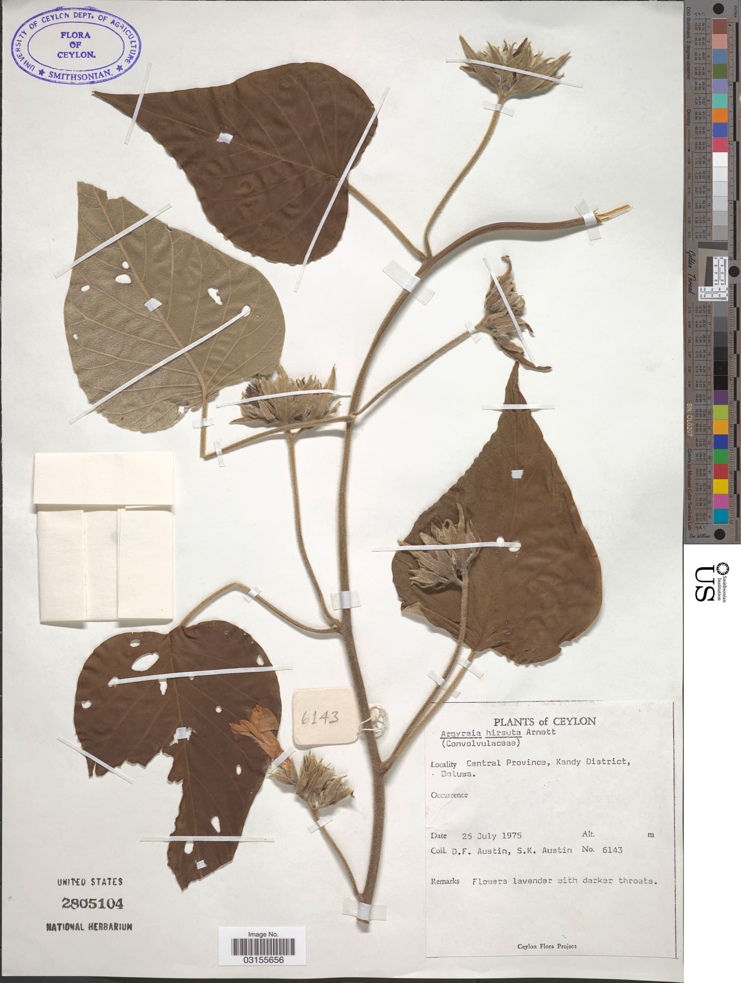 Argyreia hirsuta