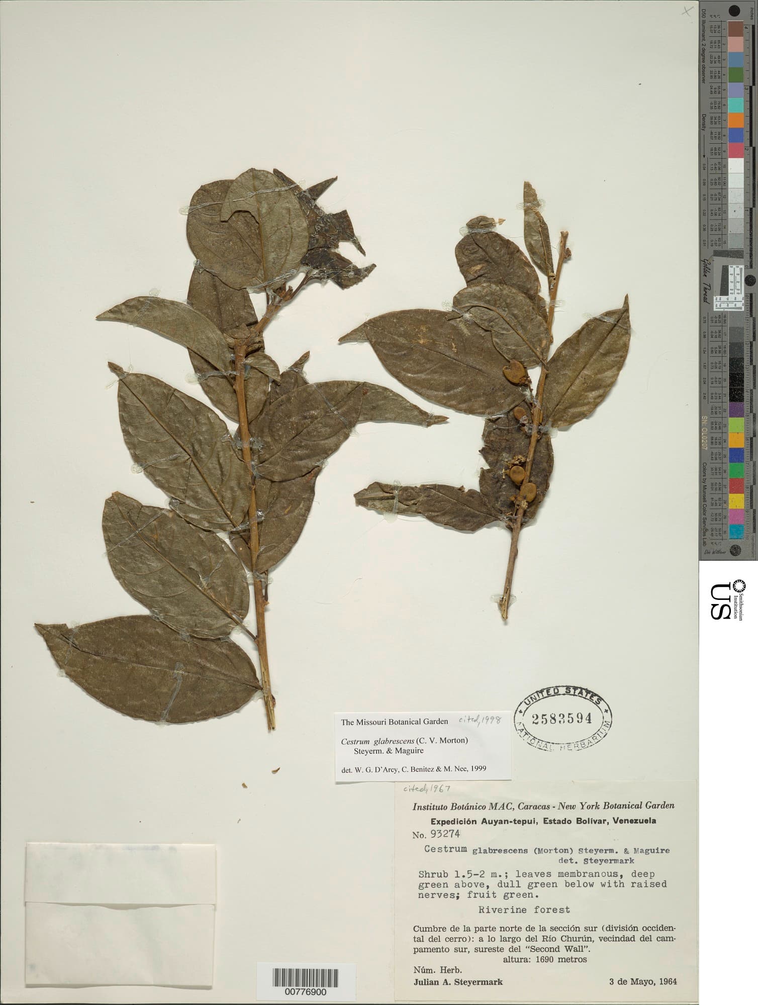Cestrum glabrescens