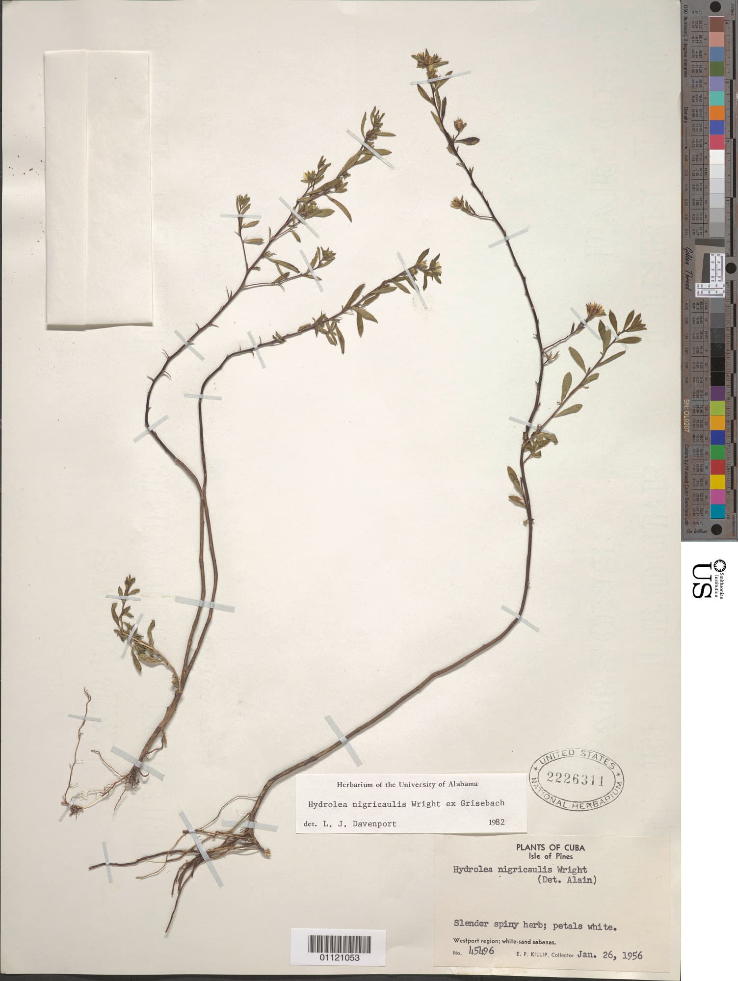 Hydrolea nigricaulis