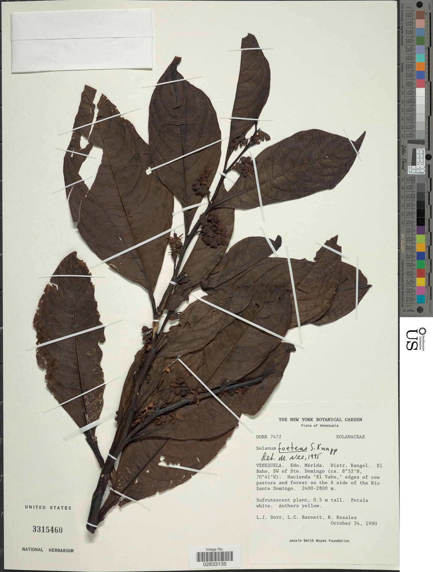 Solanum foetens