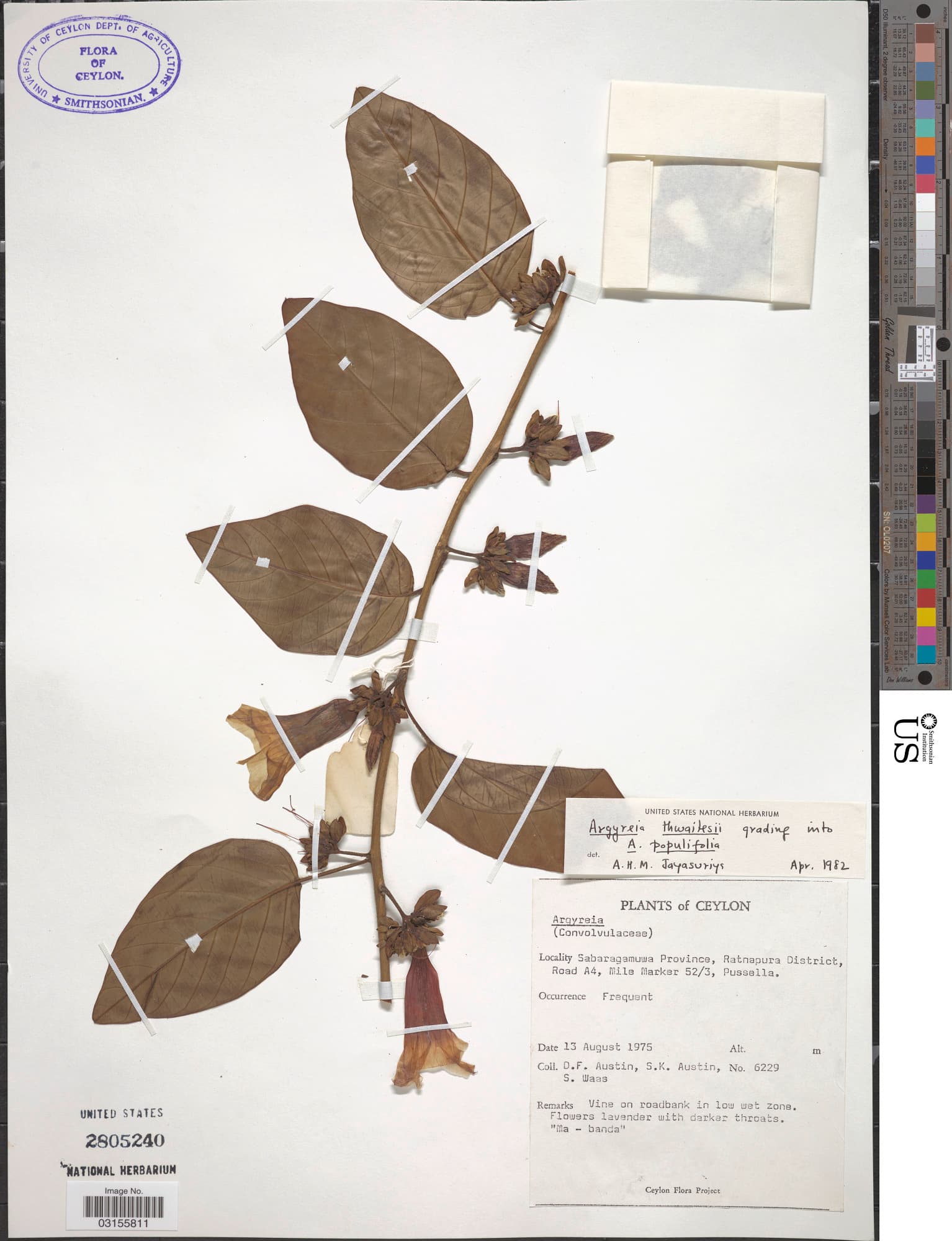 Argyreia thwaitesii
