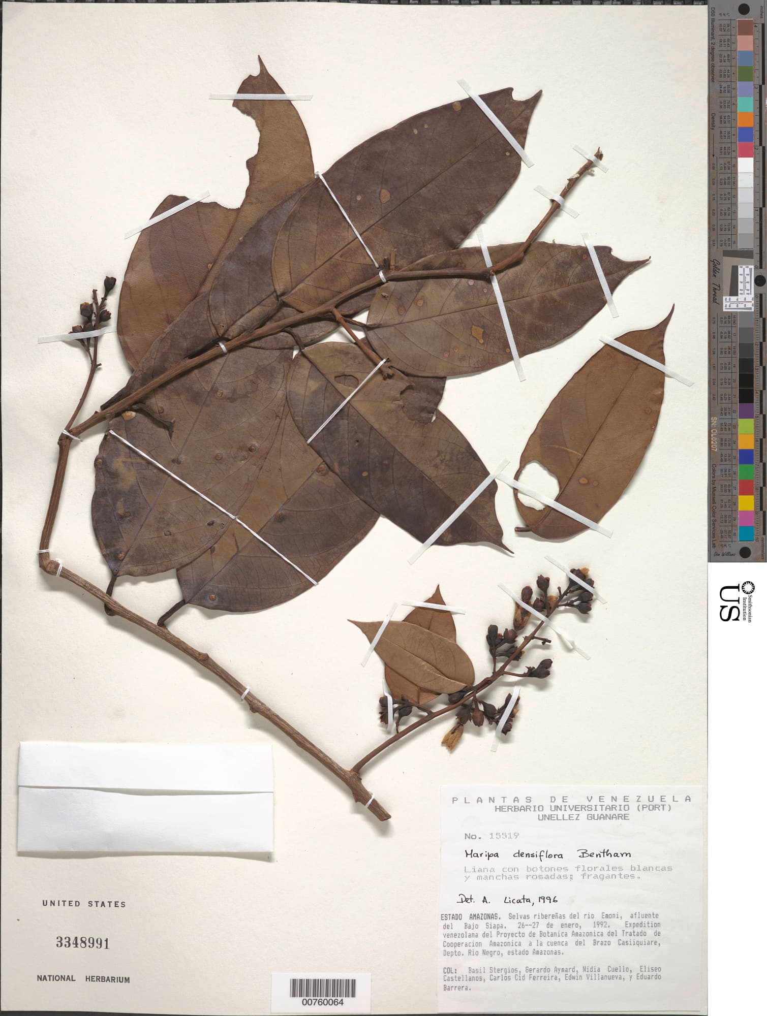 Maripa densiflora