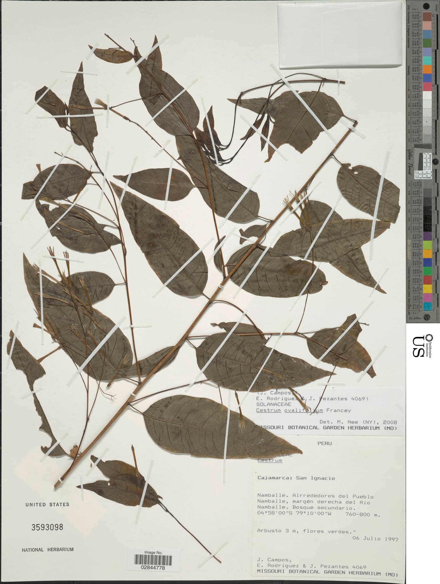 Ovalleaf Cestrum