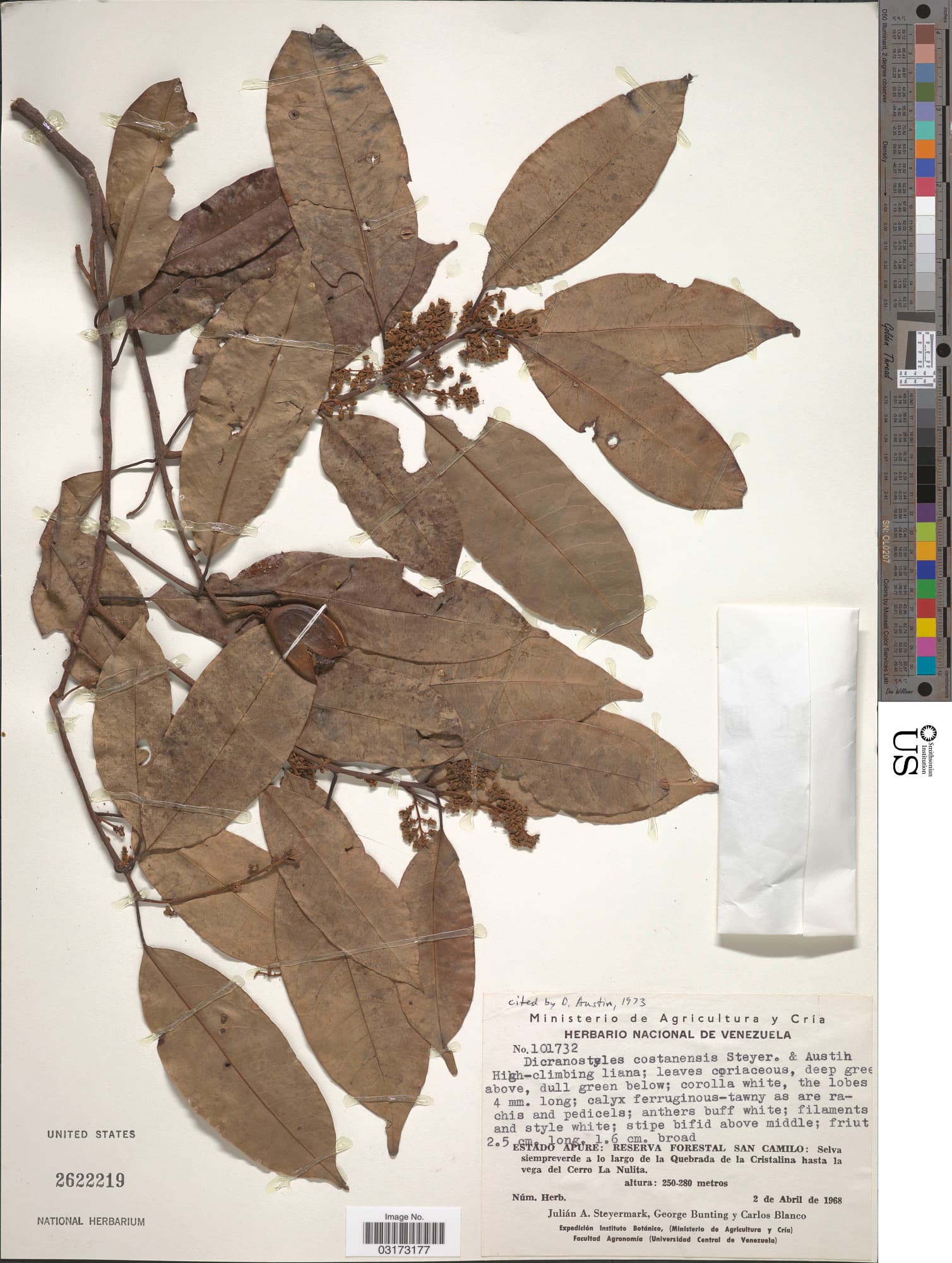 Dicranostyles costanensis
