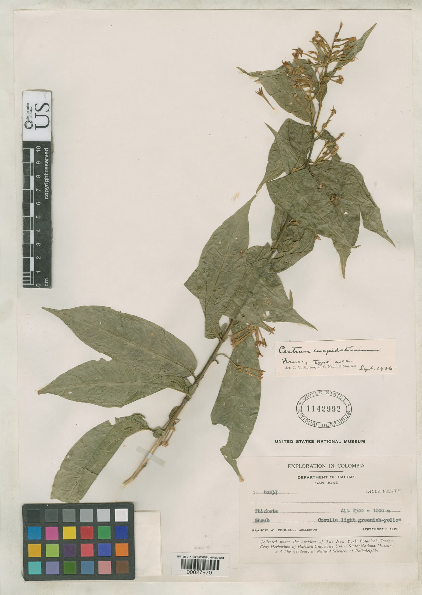 Cestrum cuspidatissimum