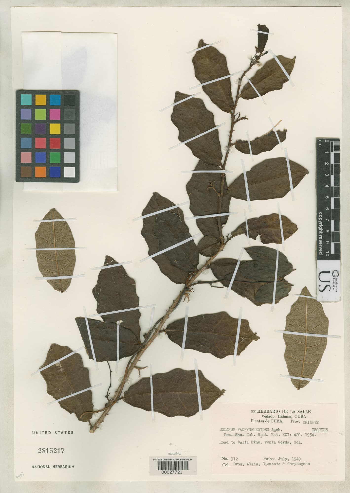 Solanum pachyneuroides