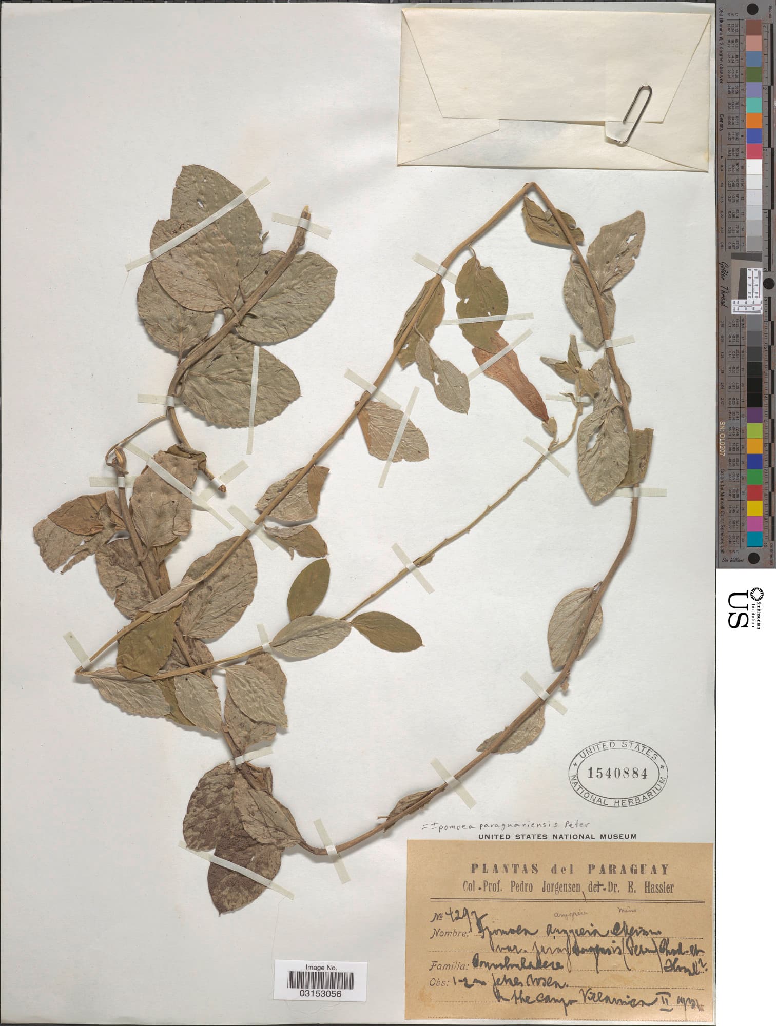 Ipomoea paraguariensis