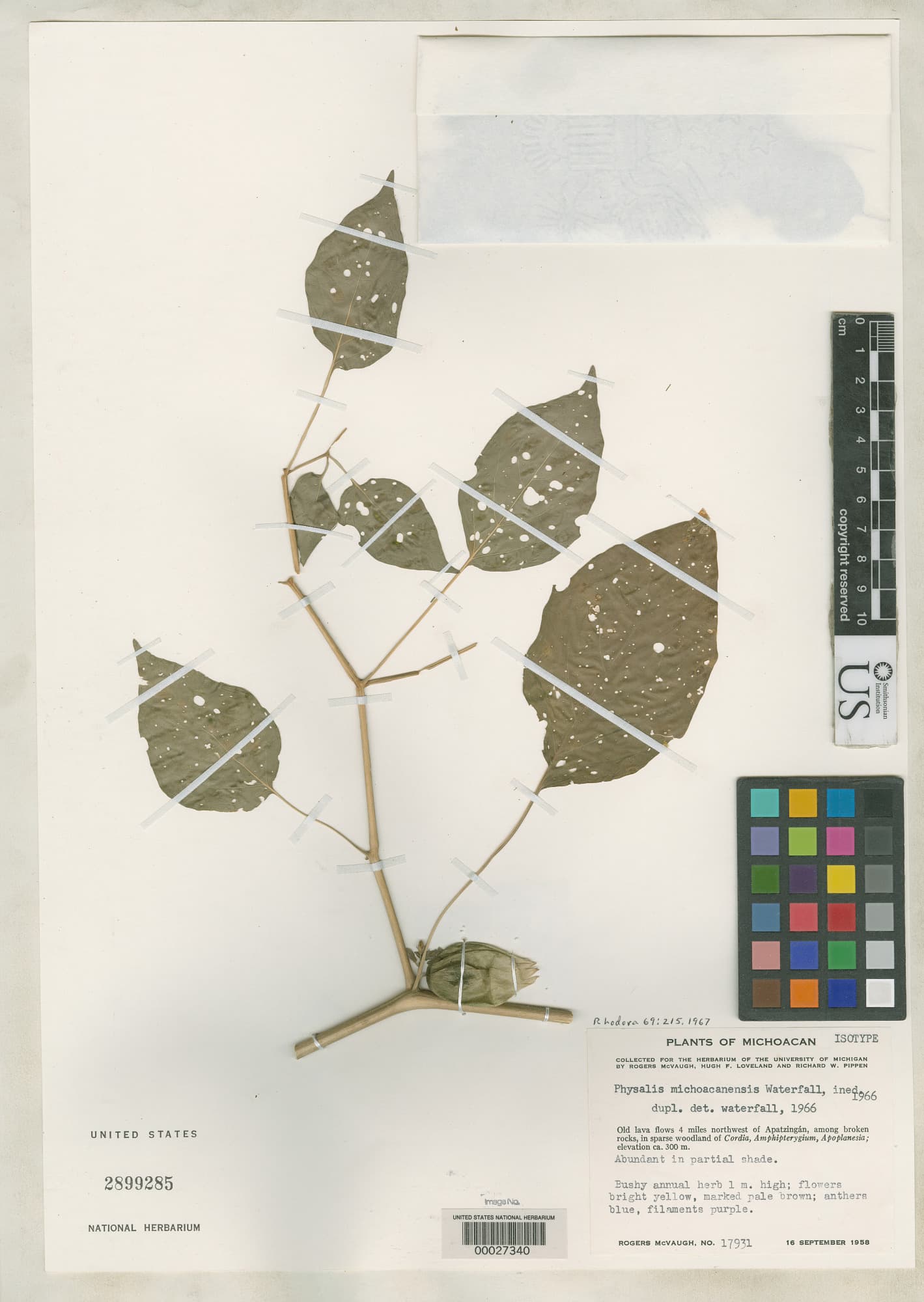 Physalis michoacanensis