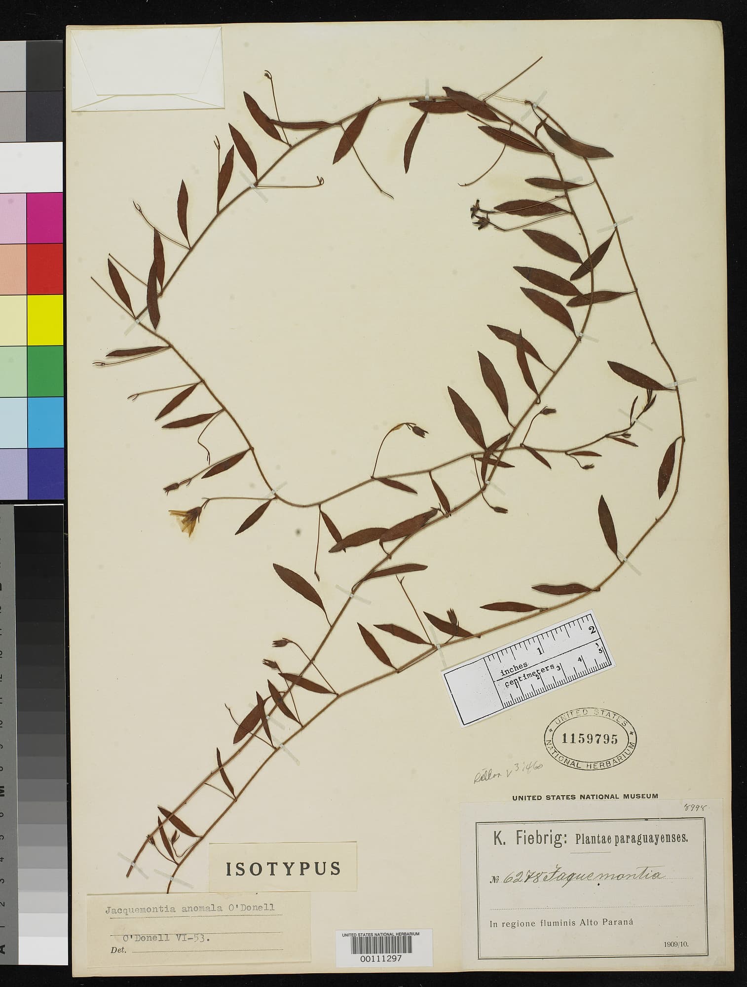 Jacquemontia anomala