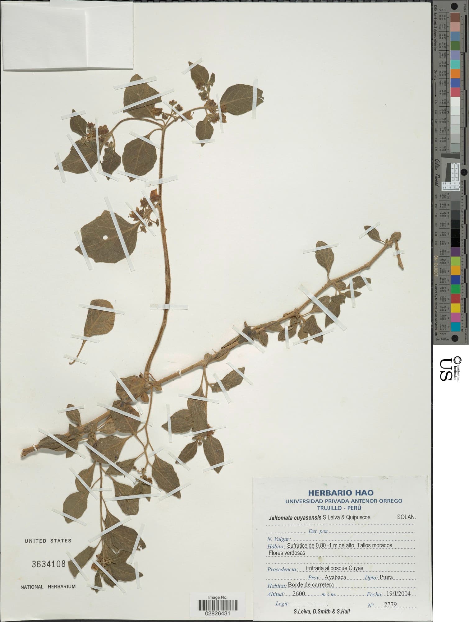Jaltomata cuyasensis